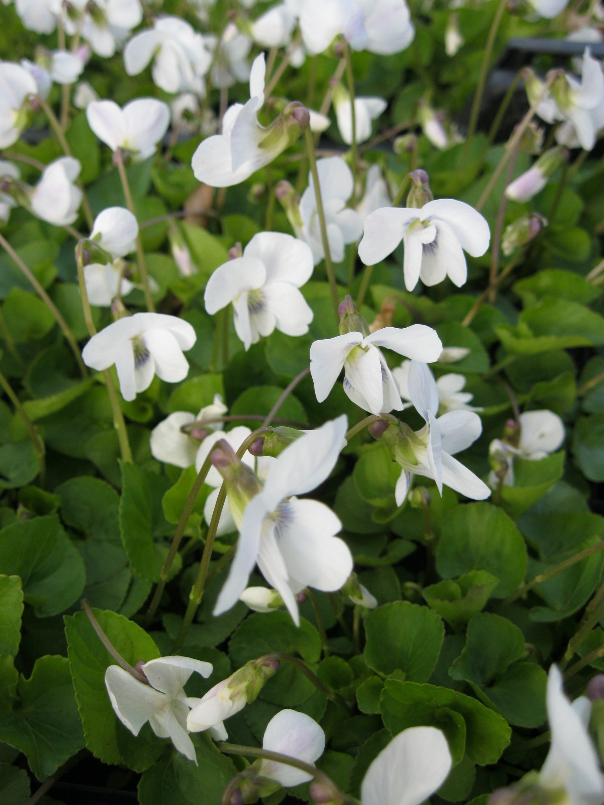 4734_viola_sororia_albiflora_SS_002-1.jpeg