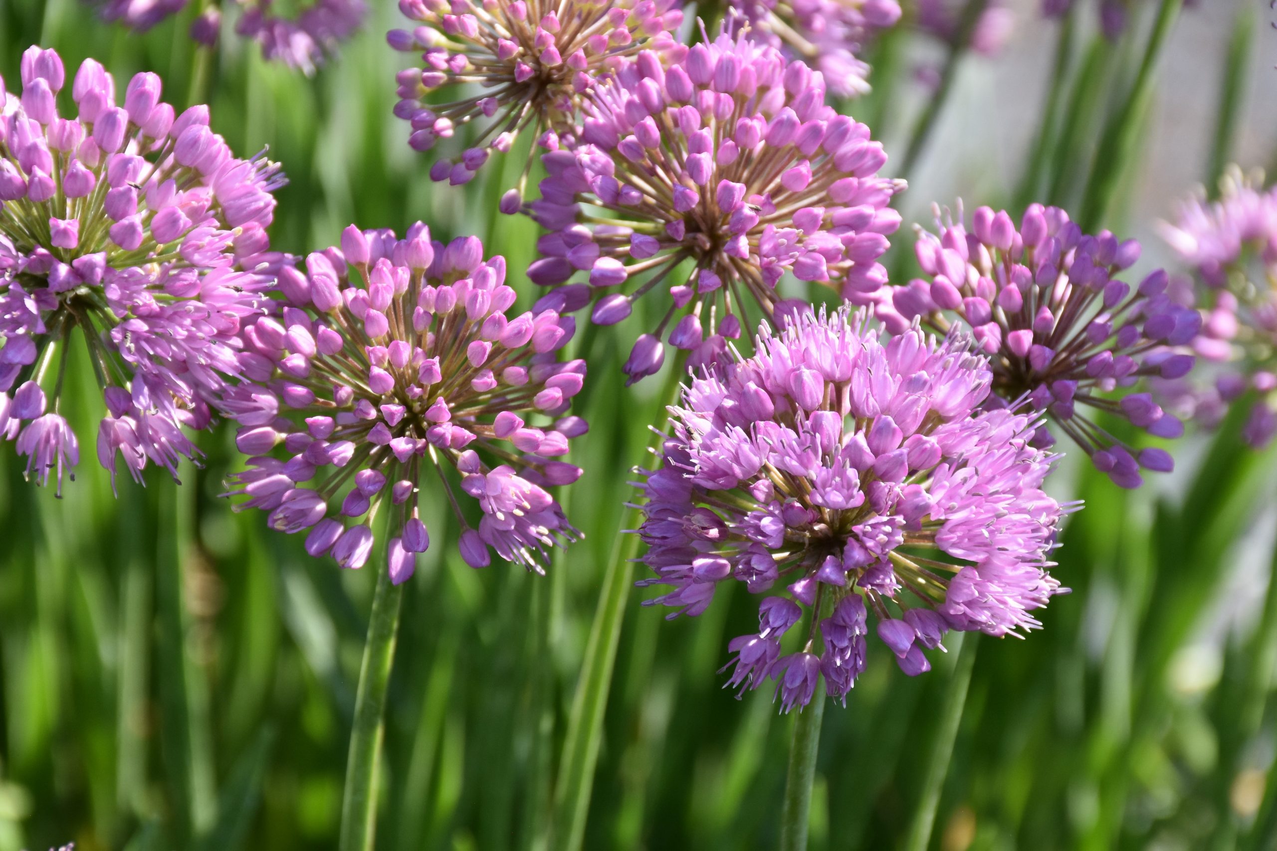 4767_allium_senescens_millennium_XS_005.jpeg