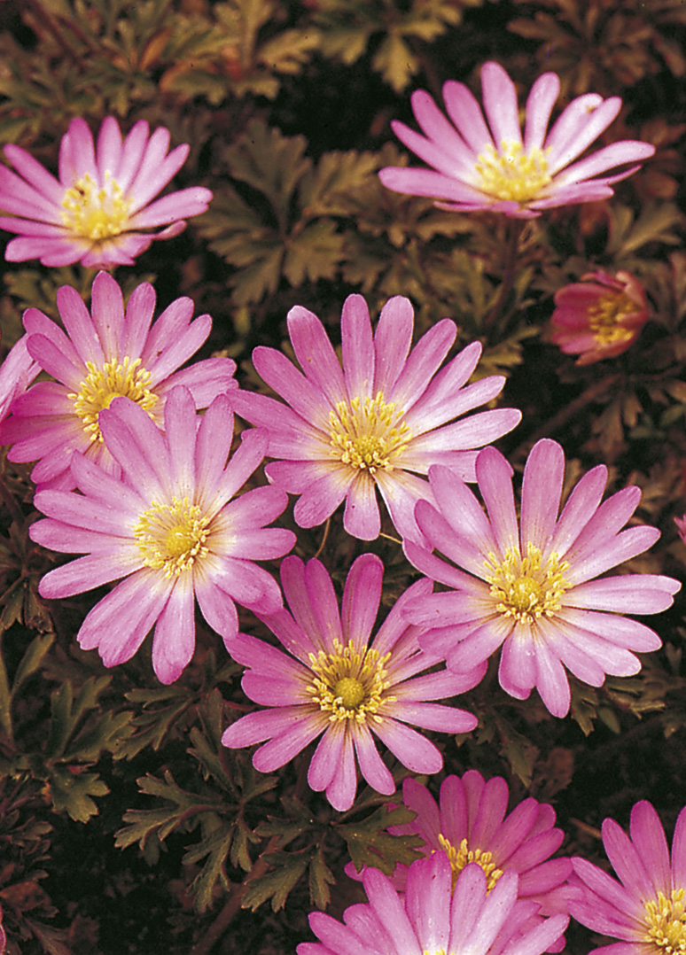 4773_anemone_blanda_pink_star_ZK_001.jpeg