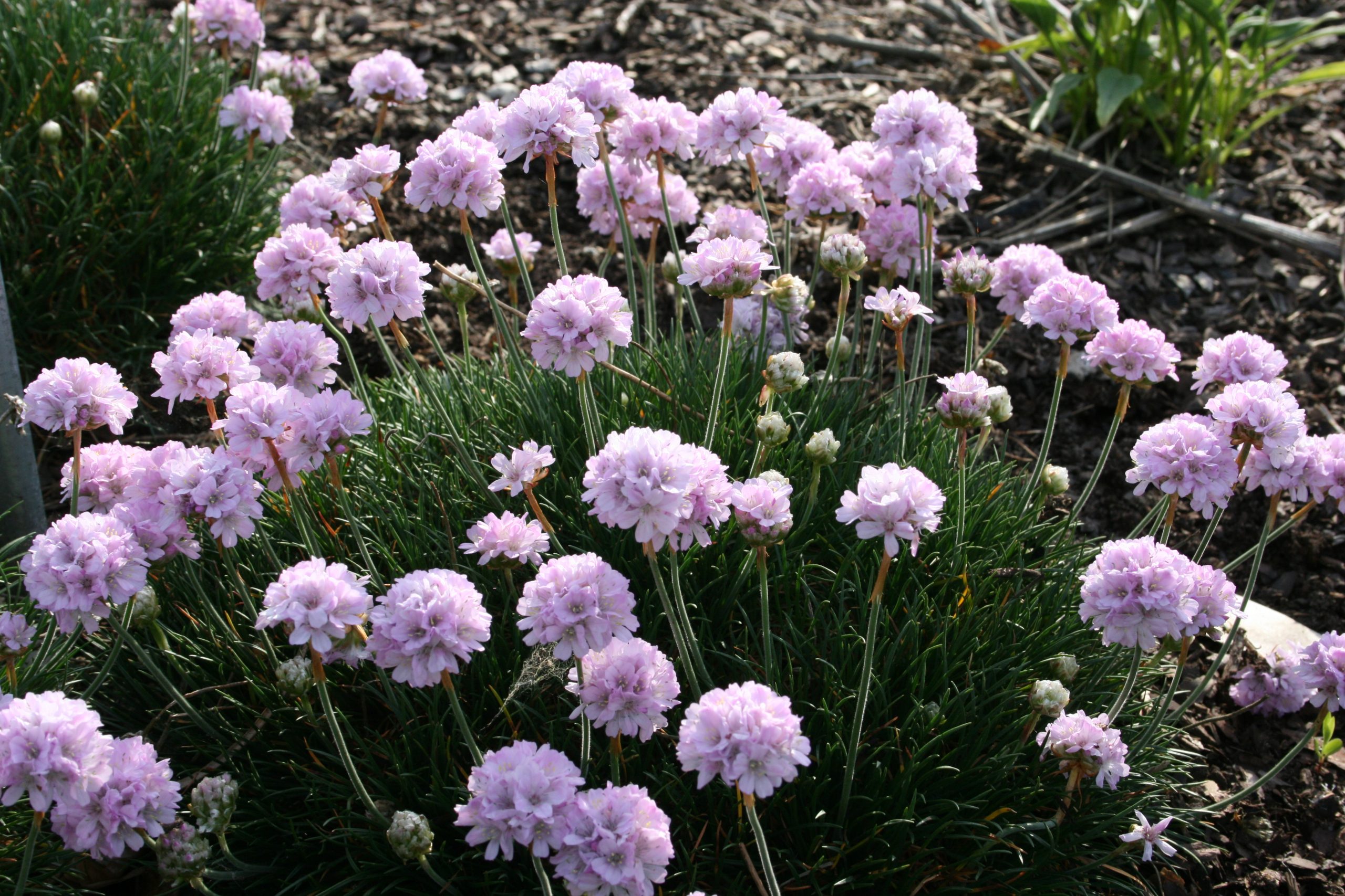 477_armeria_juniperifolia_roschen_SS_001.jpeg