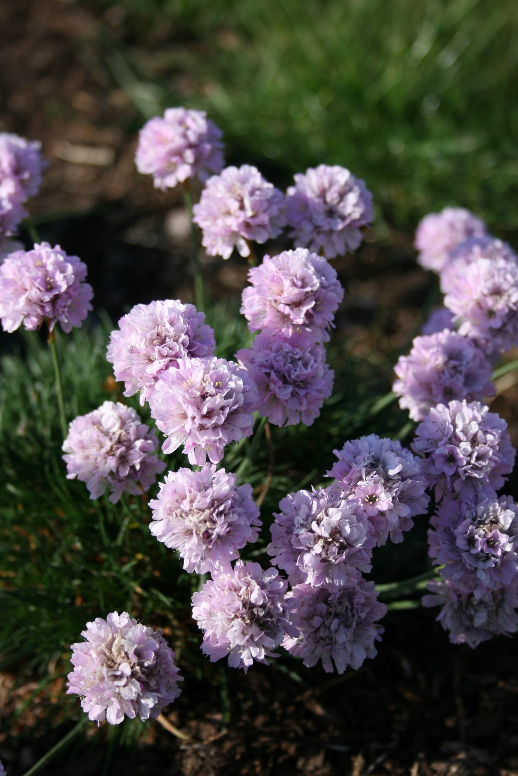 478_armeria_juniperifolia_roschen_SS_002.jpeg