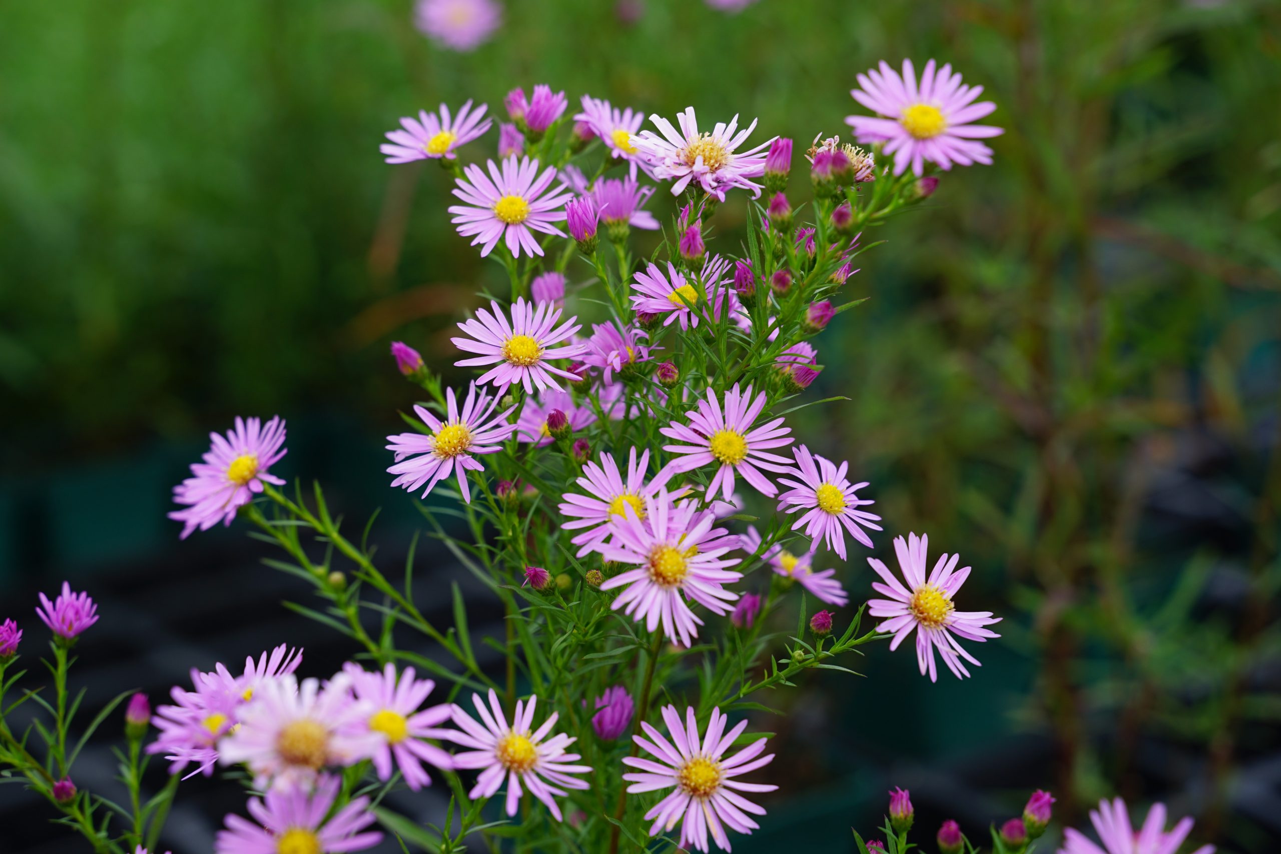 4797_aster_pringlei_pink_star_SS_003.jpeg