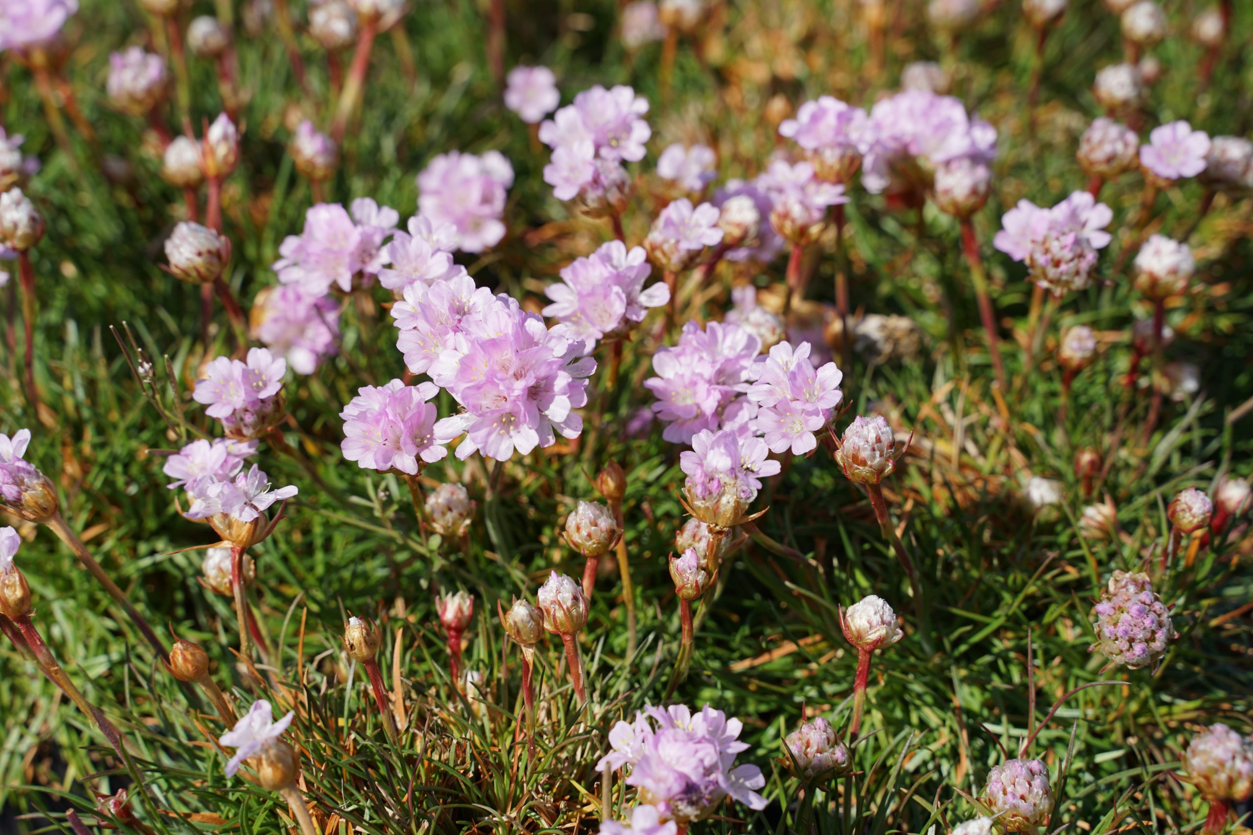 479_armeria_juniperifolia_roschen_SS_003.jpeg