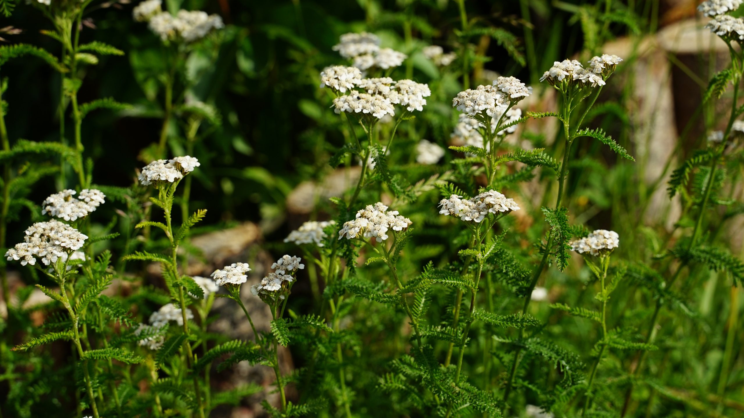 47_achillea_millefolium_SS_003.jpeg