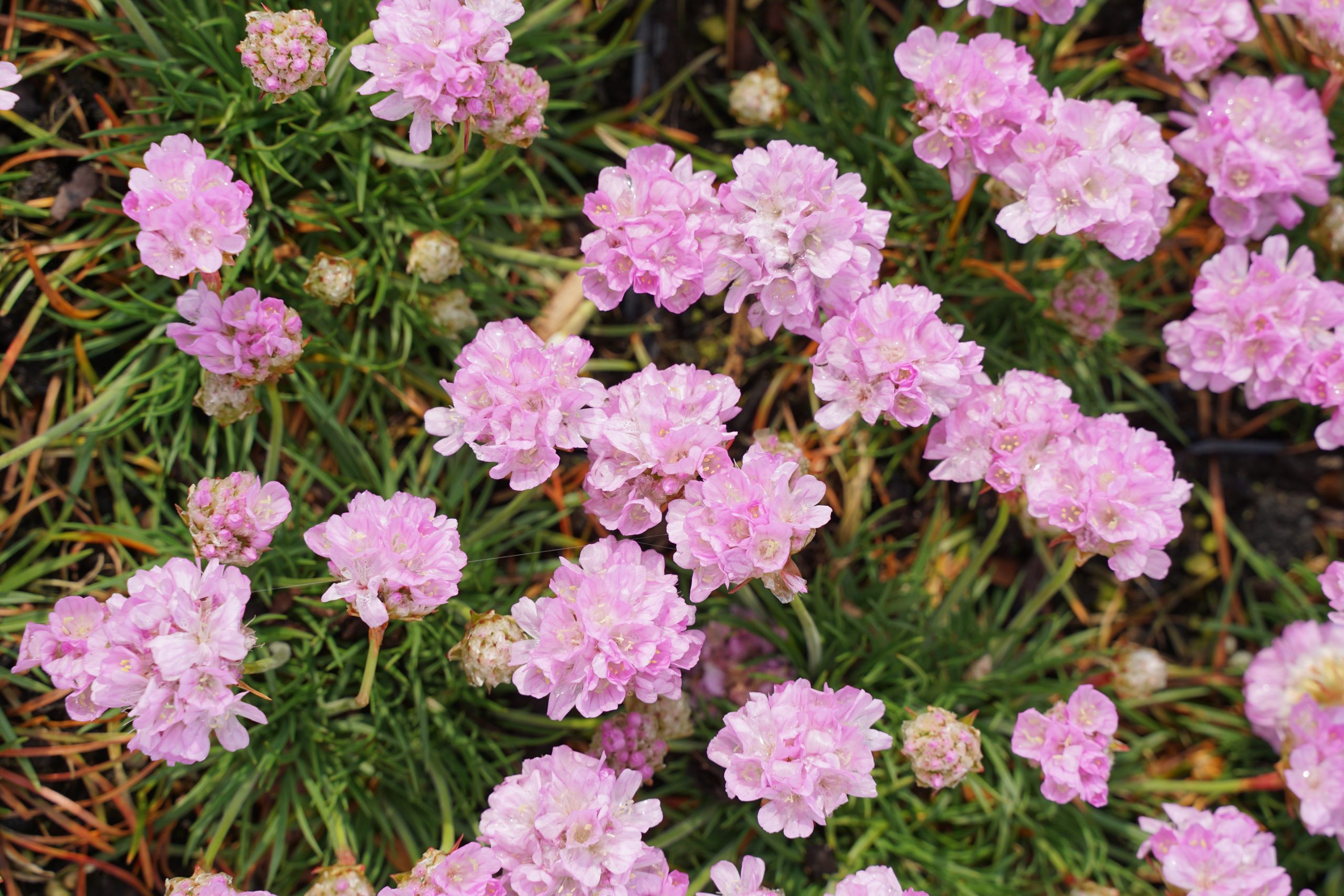 480_armeria_juniperifolia_roschen_SS_004.jpeg