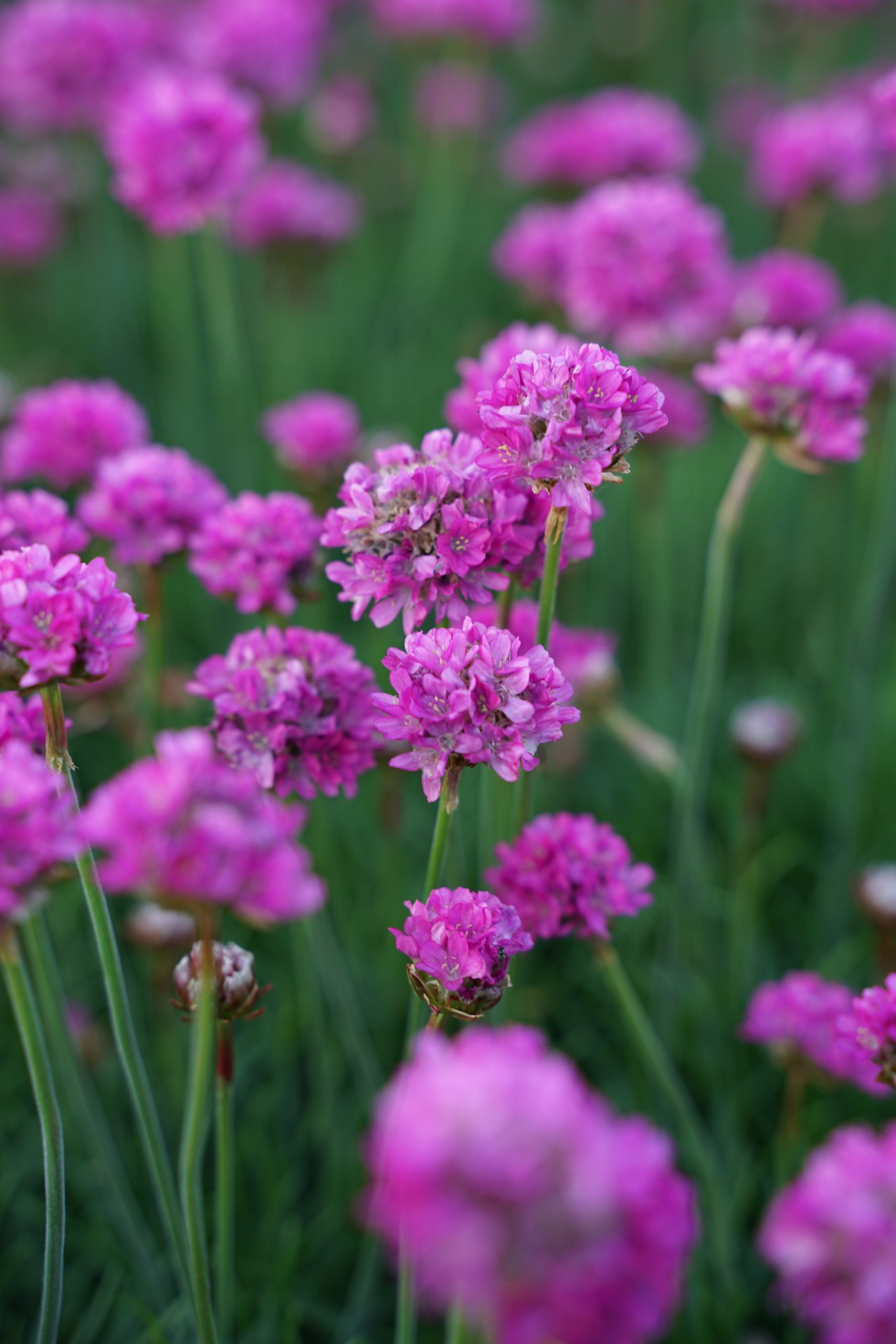 481_armeria_maritima_dusseldorfer_stolz_SS_001.jpeg