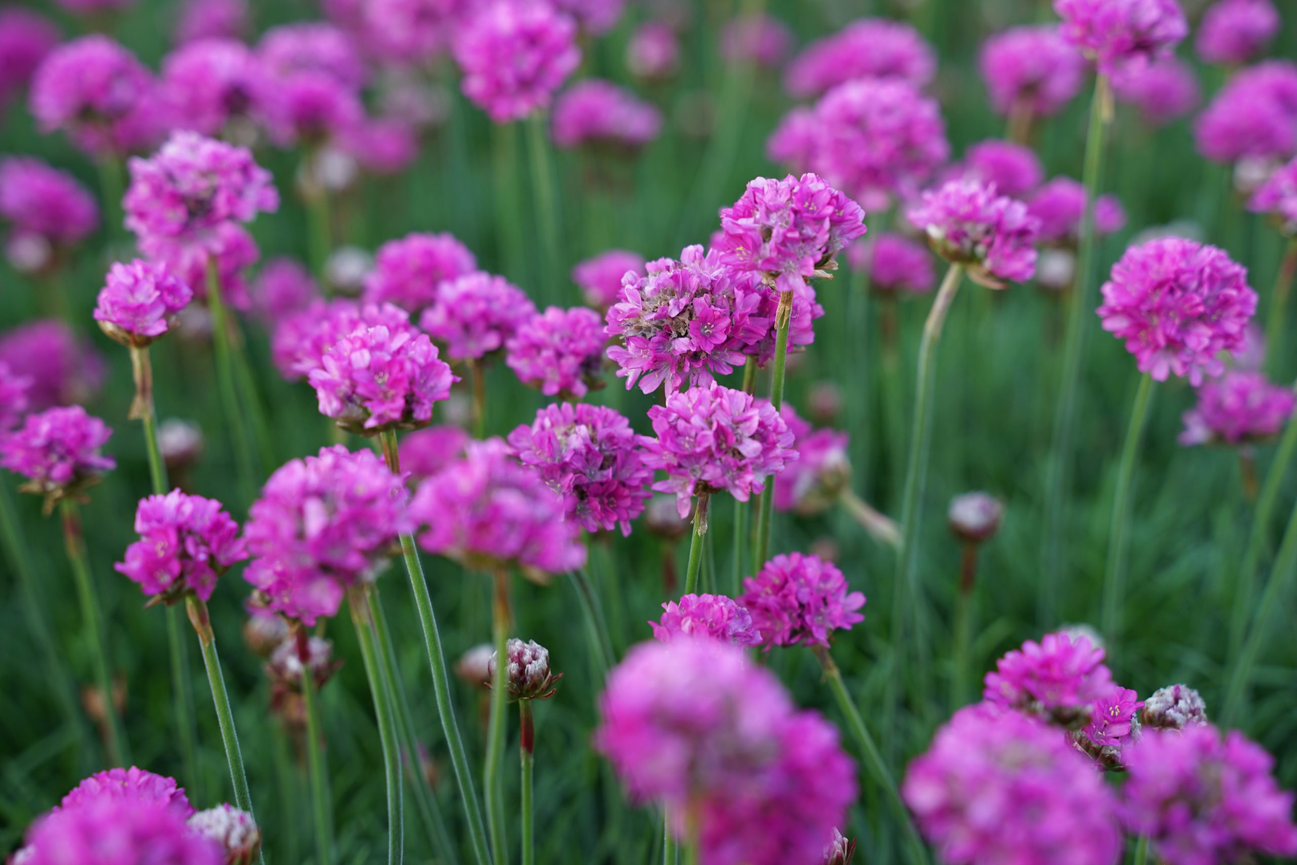 482_armeria_maritima_dusseldorfer_stolz_SS_002.jpeg