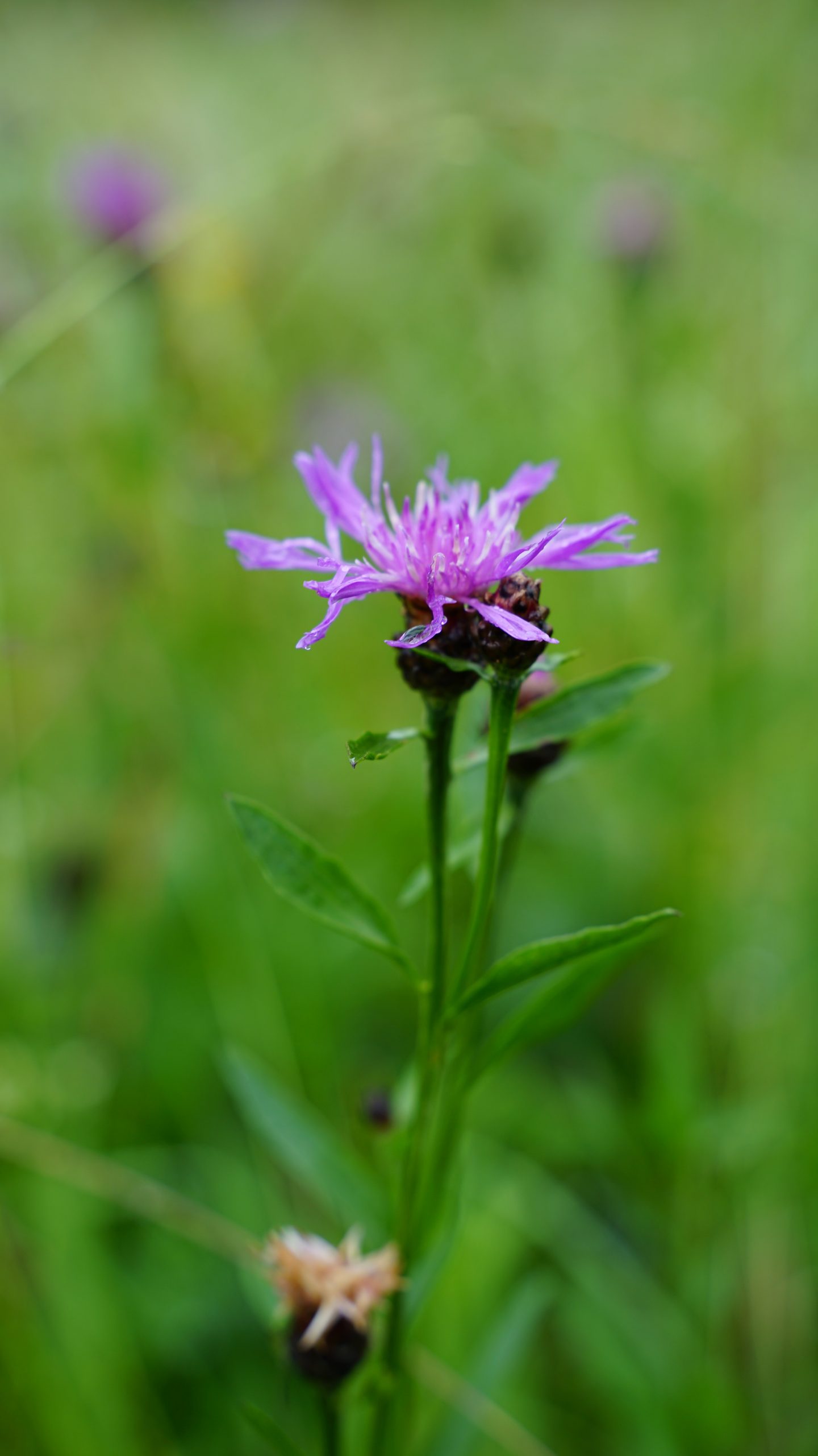 4845_centaurea_scabiosa_SS_001.jpeg