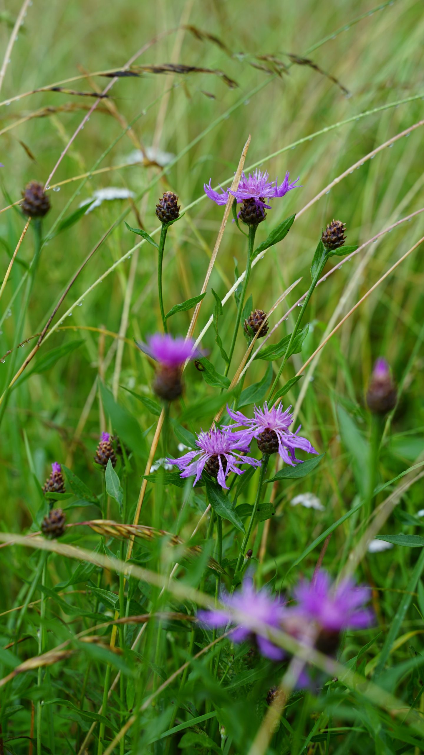 4846_centaurea_scabiosa_SS_002.jpeg