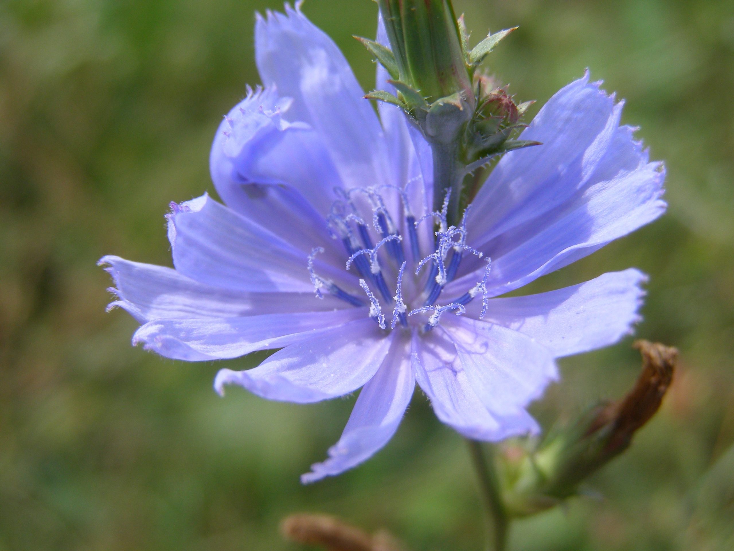 4857_cichorium_intybus_XS_002.jpeg