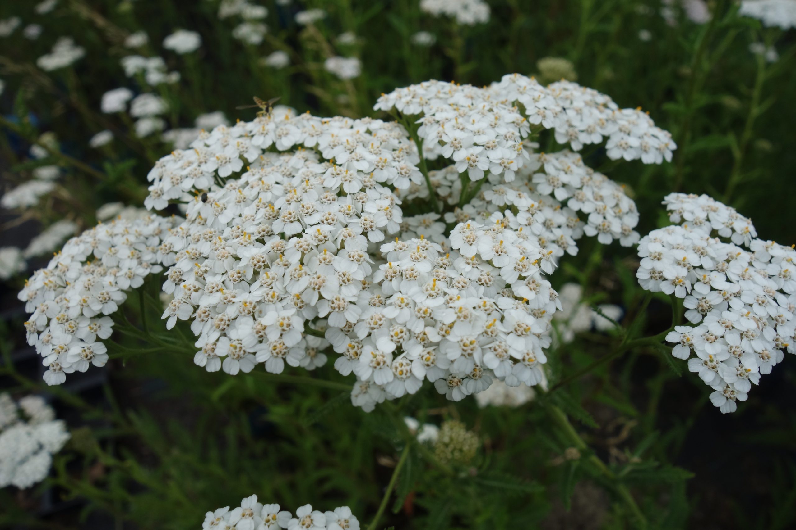 48_achillea_millefolium_SS_004.jpeg