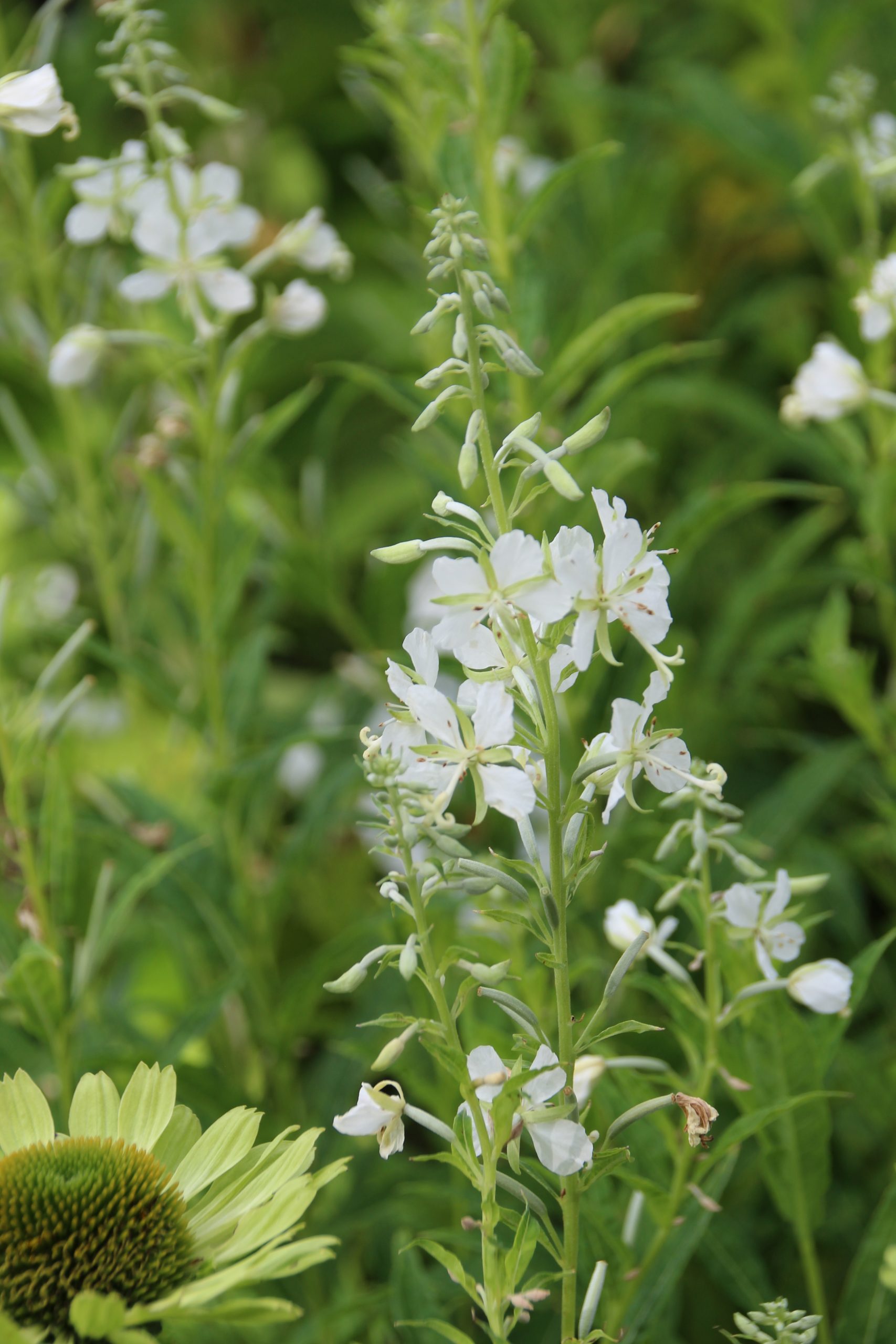 4902_epilobium_angustifolium_album_SS_001.jpeg
