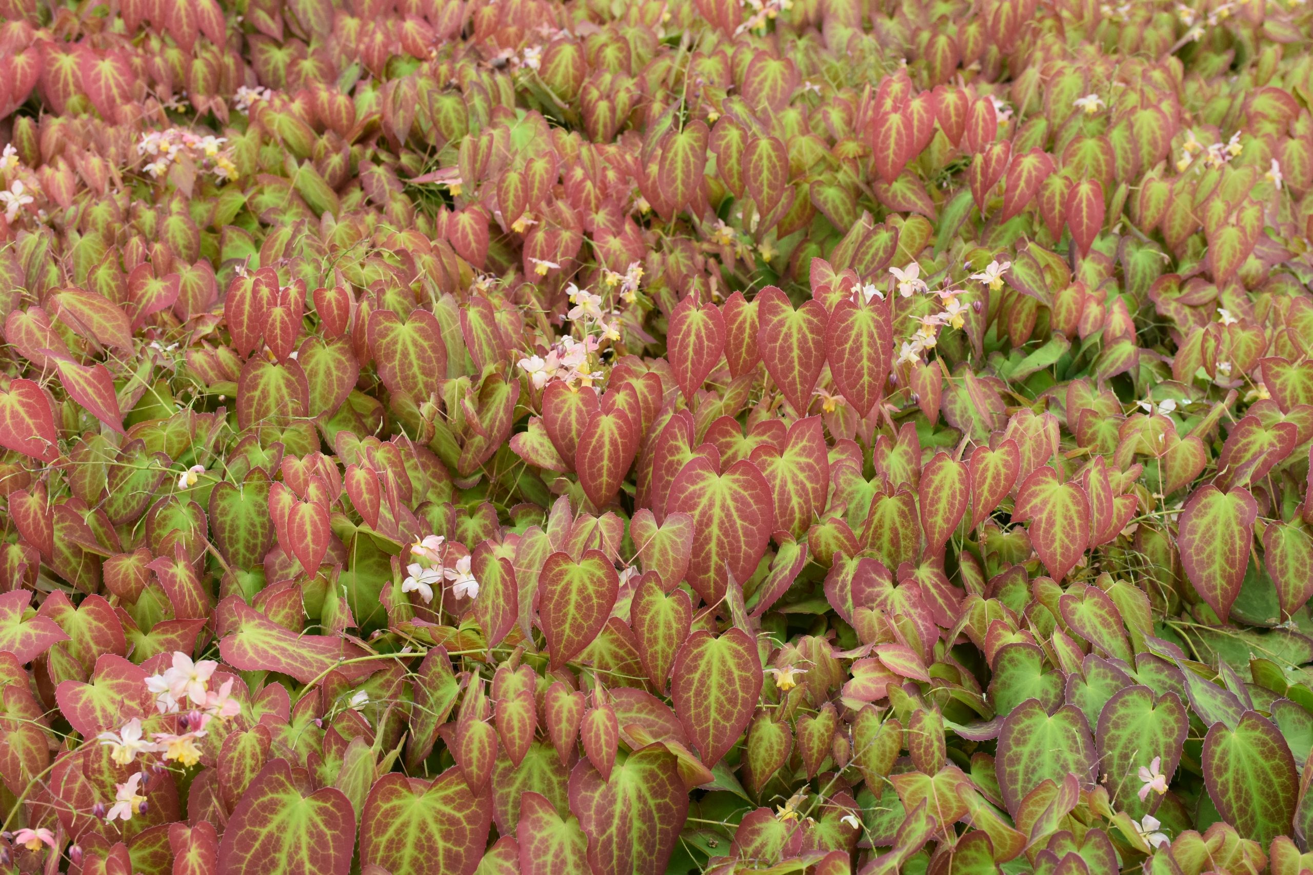 4904_epimedium_versicolor_cupreum_XS_001.jpeg