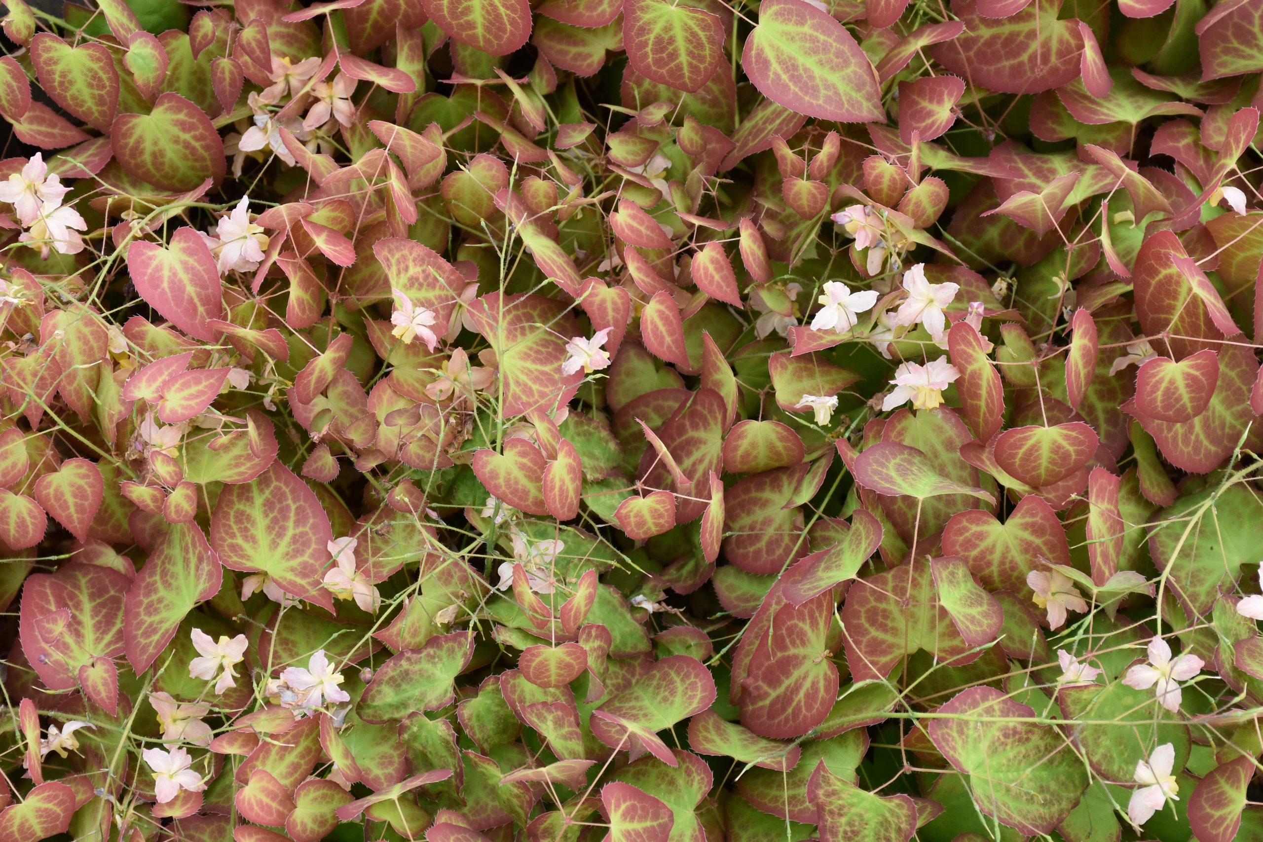 4905_epimedium_versicolor_cupreum_XS_002.jpeg