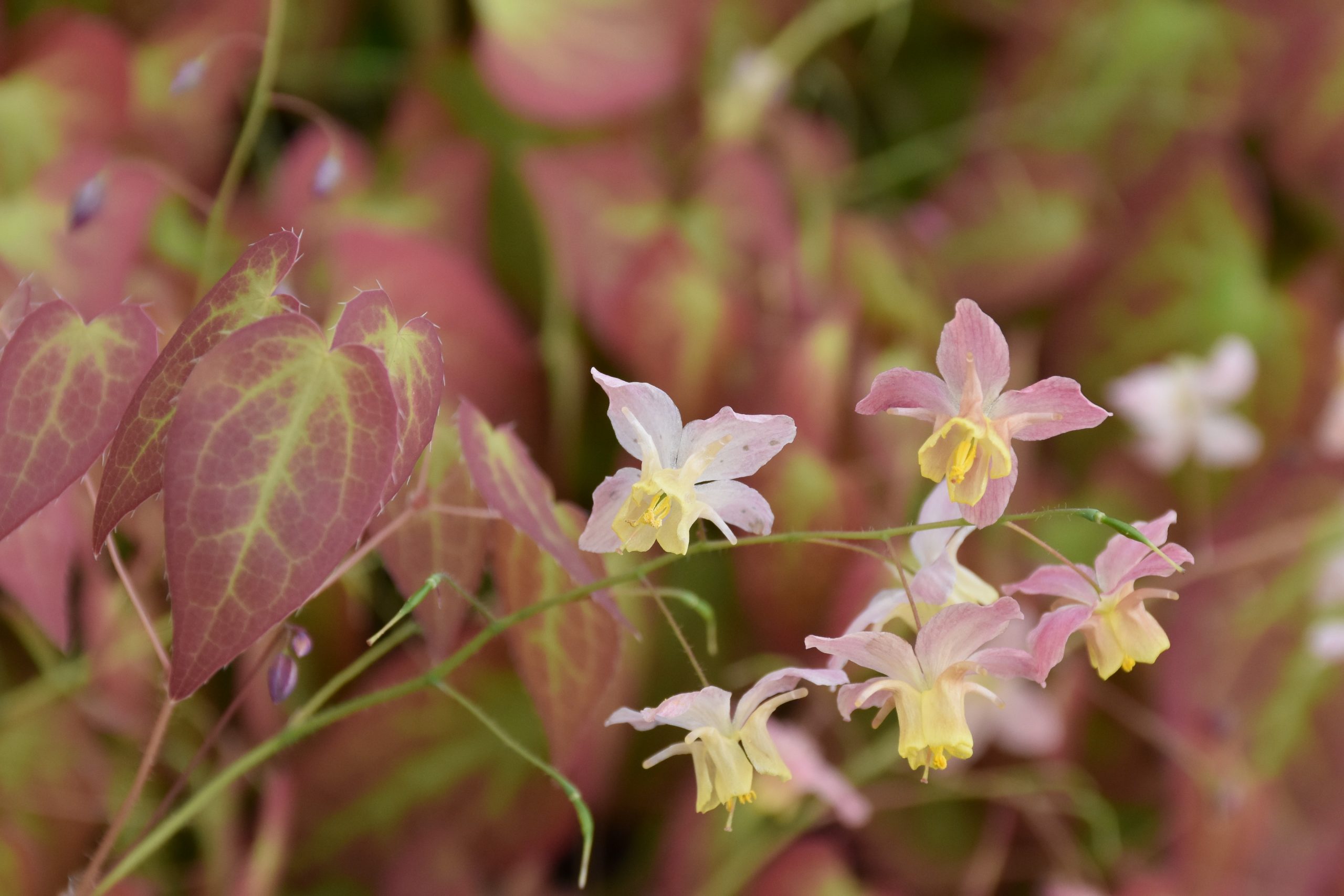4906_epimedium_versicolor_cupreum_XS_003.jpeg