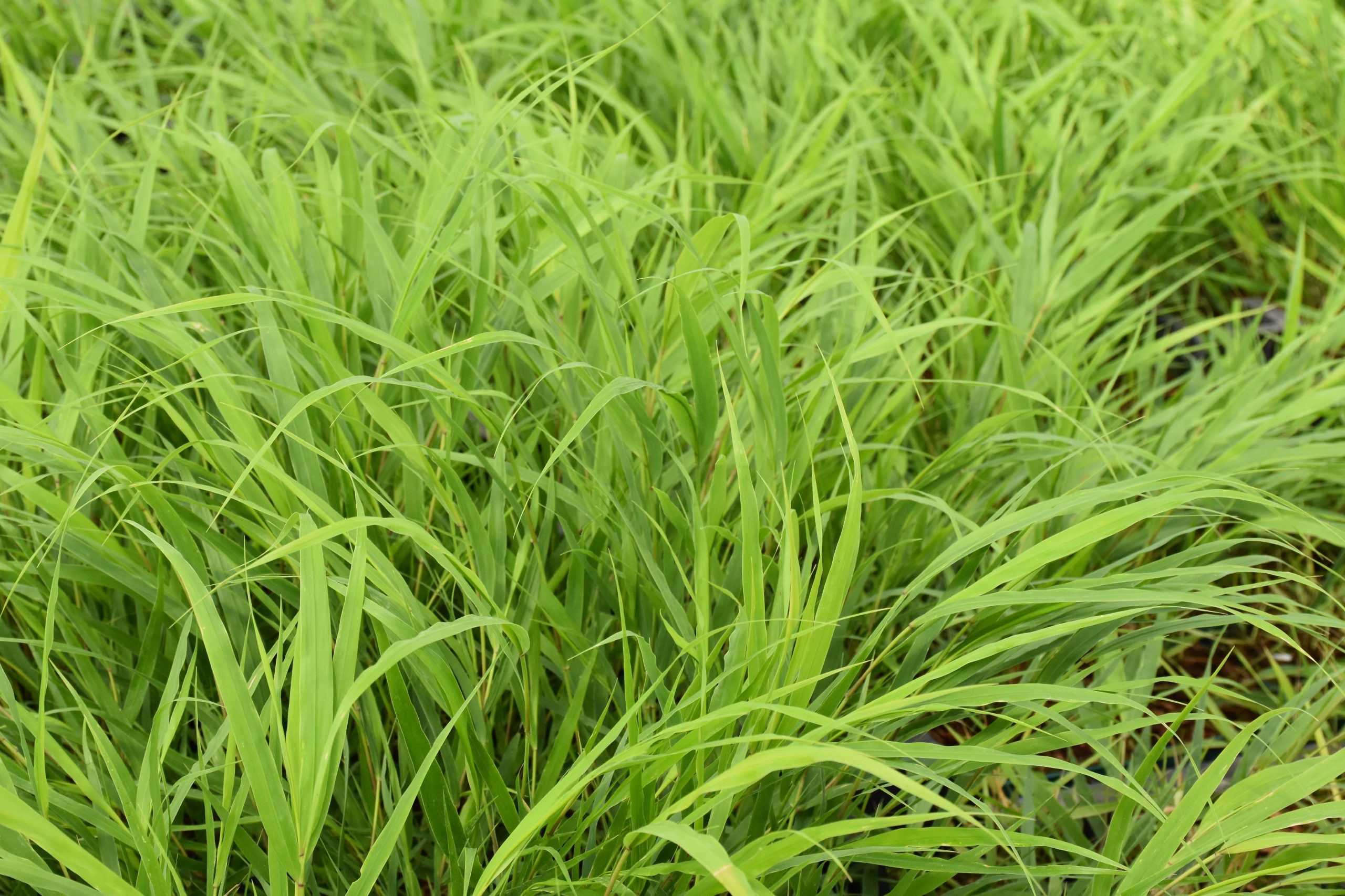 4945_hakonechloa_macra_beni_kaze_XS_001.jpeg