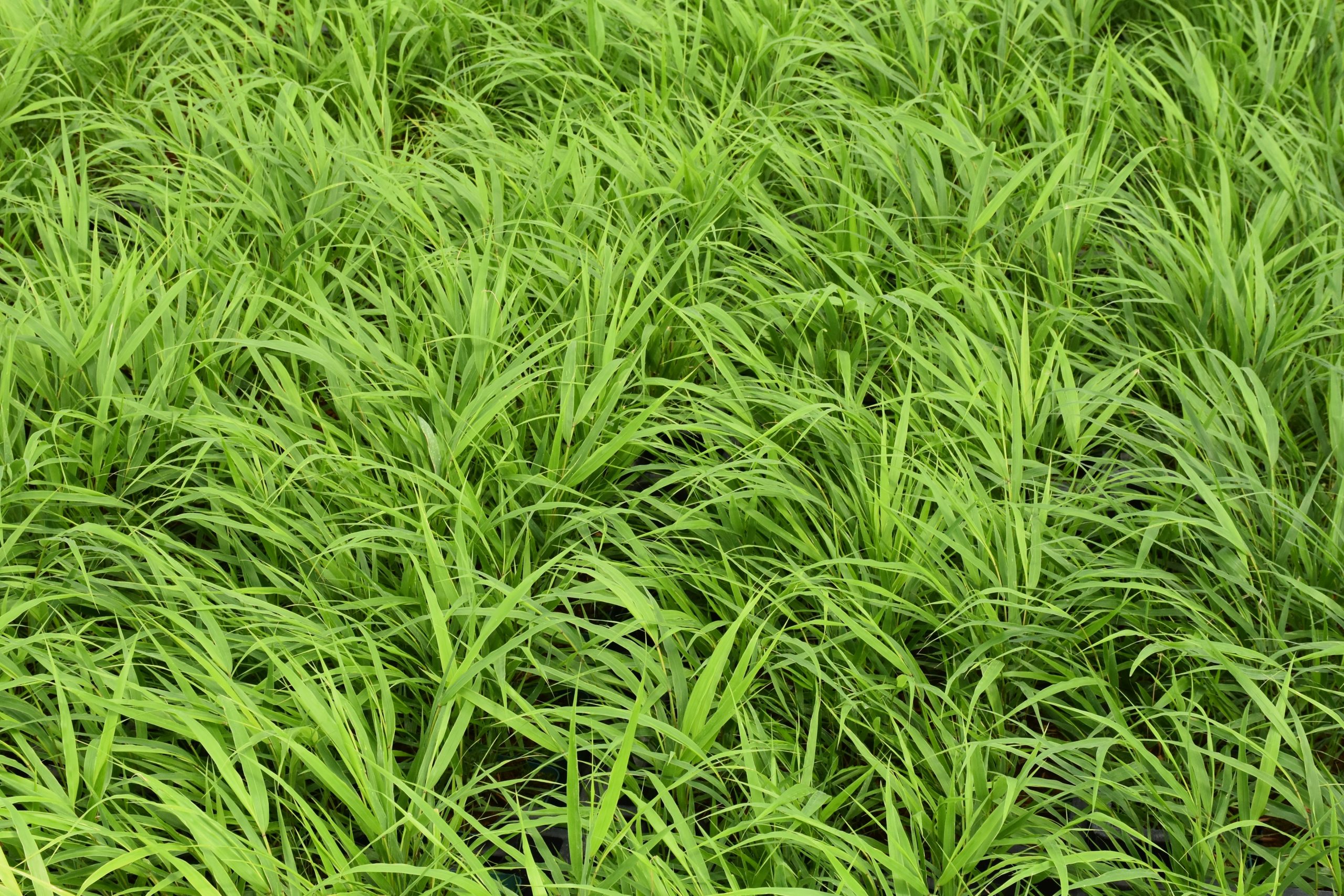 4946_hakonechloa_macra_beni_kaze_XS_002.jpeg