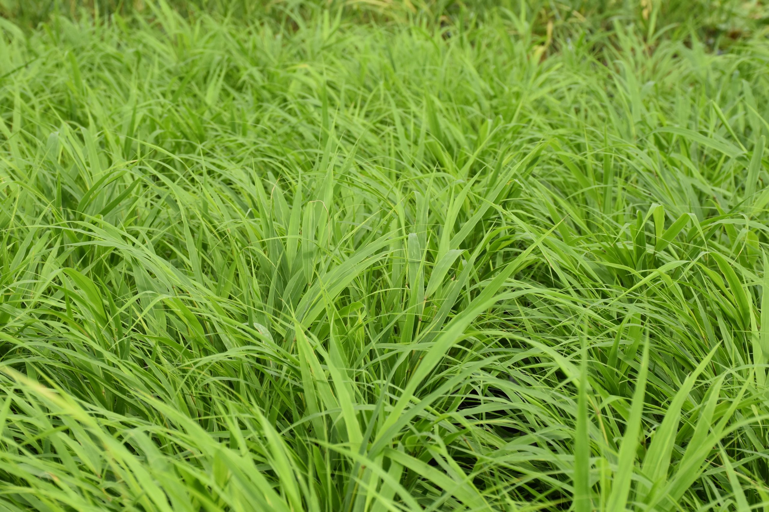 4947_hakonechloa_macra_beni_kaze_XS_003.jpeg