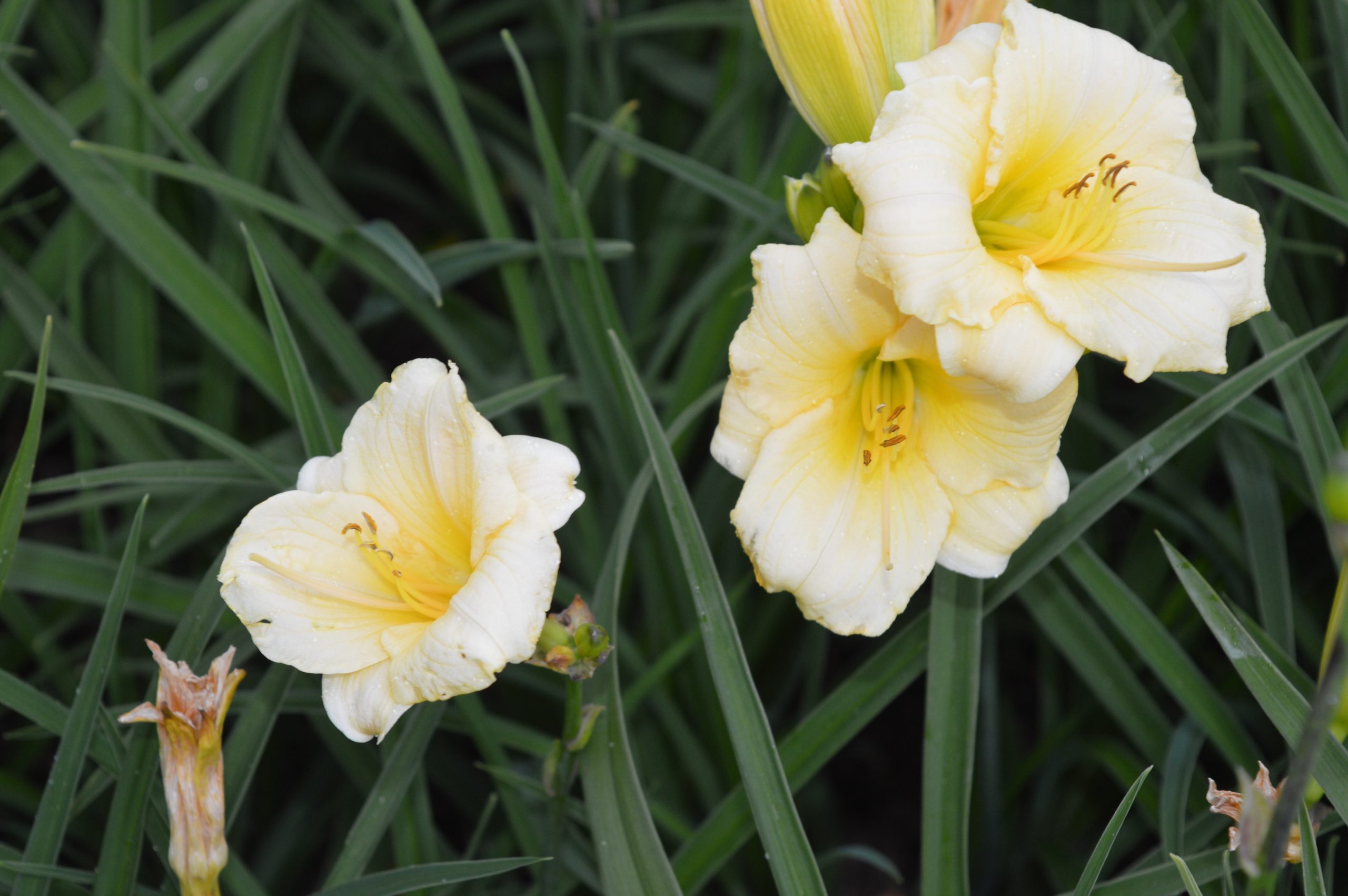 4963_hemerocallis_cultorum_longfields_pearl_SS_002.jpeg