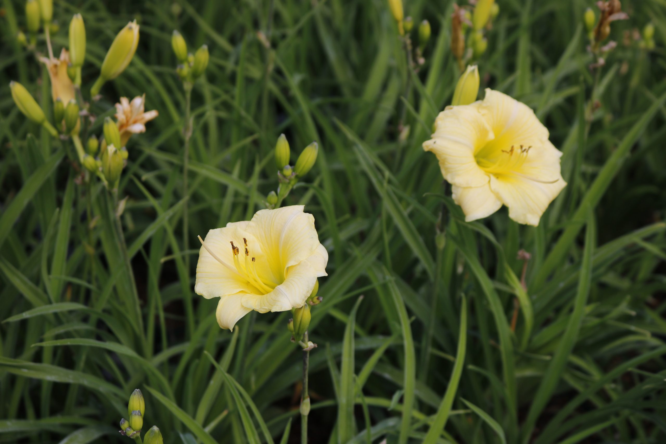 4964_hemerocallis_cultorum_longfields_pearl_XS_003.jpeg