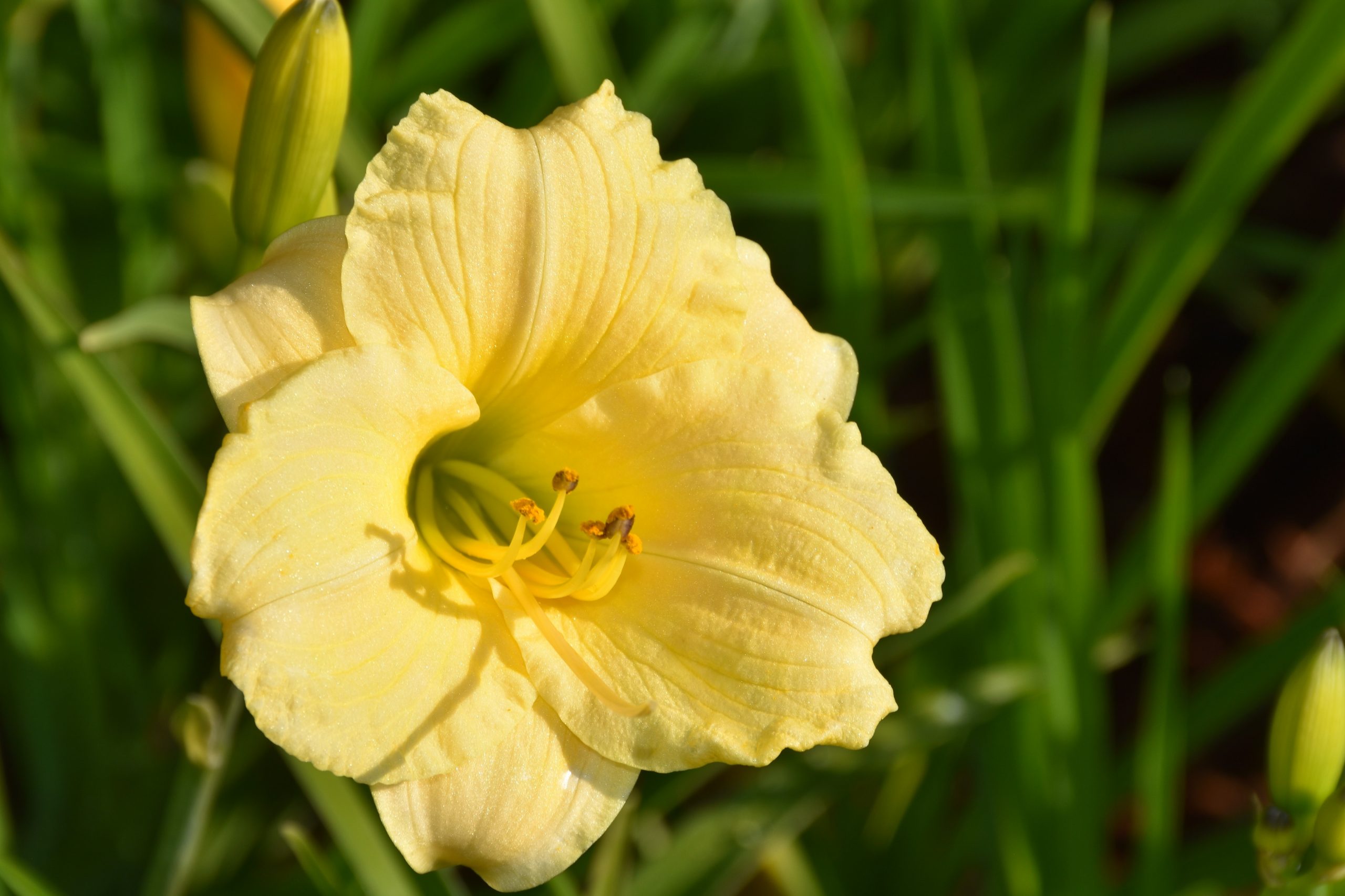 4965_hemerocallis_cultorum_longfields_pearl_XS_004.jpeg