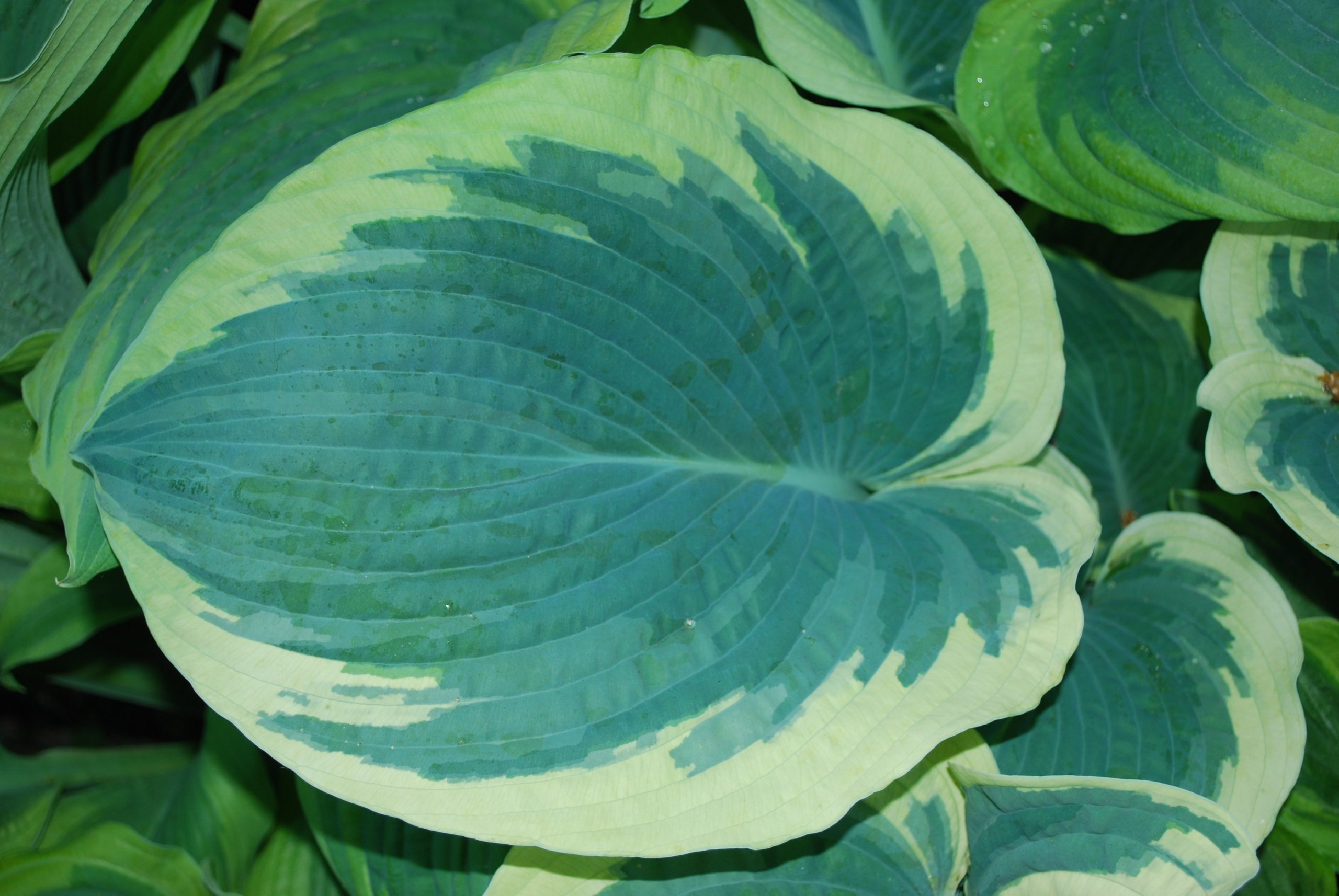 4970_hosta_cultorum_american_halo_XS_002.jpeg