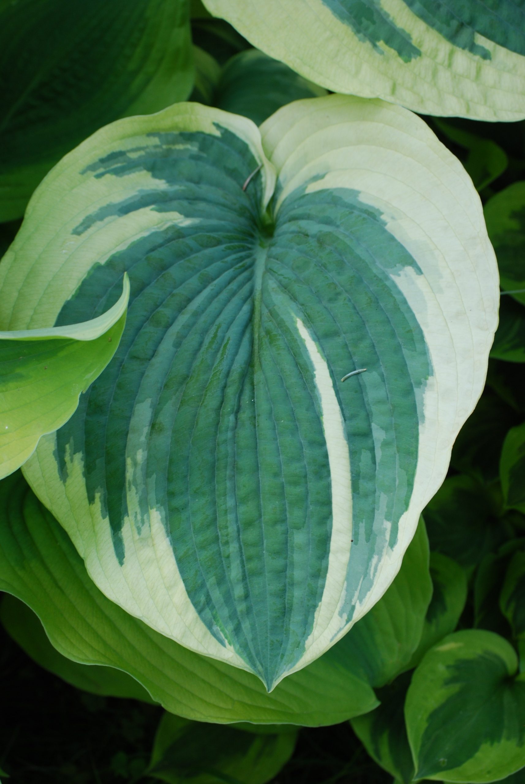 4971_hosta_cultorum_american_halo_XS_003.jpeg