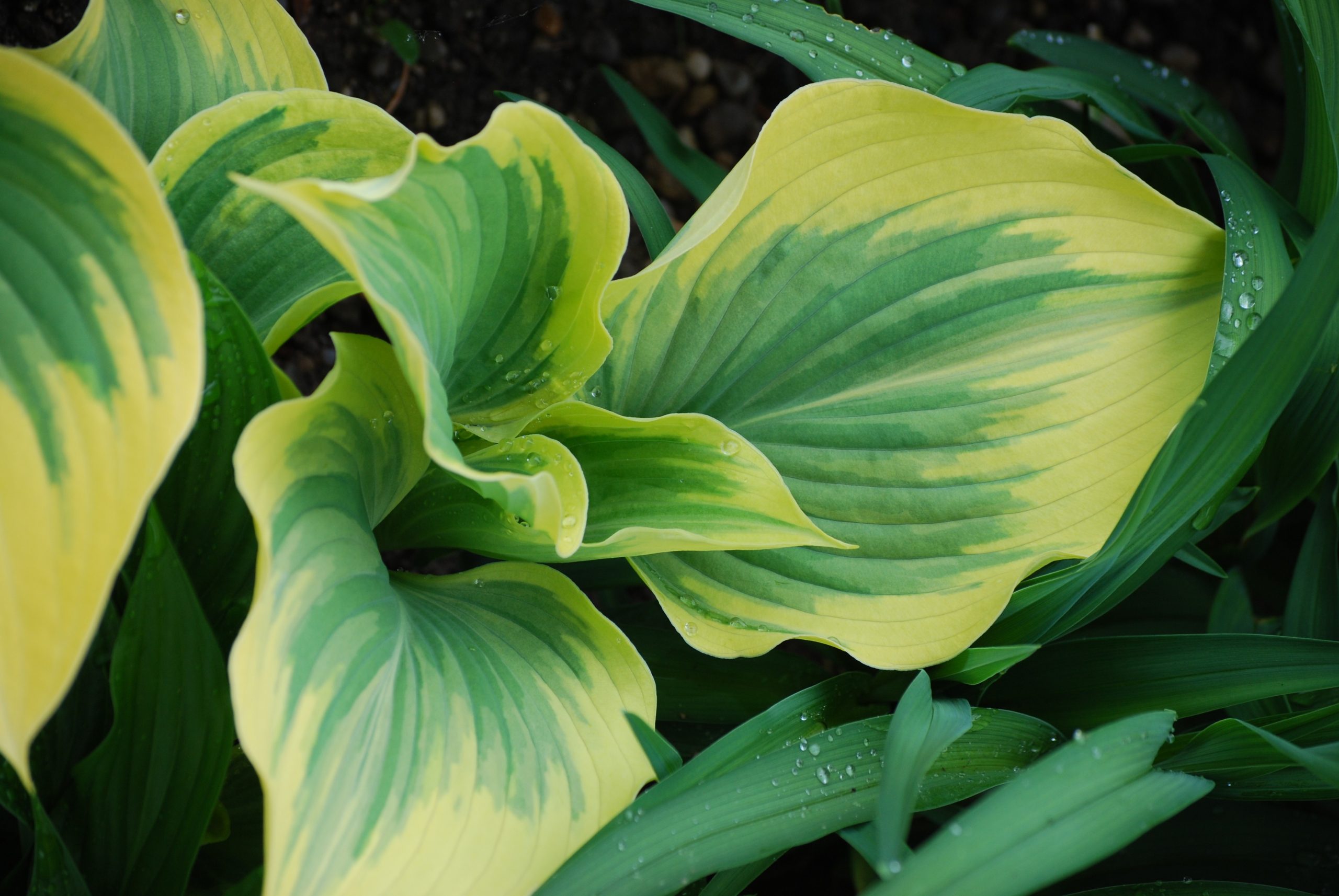 4975_hosta_cultorum_liberty_XS_004.jpeg