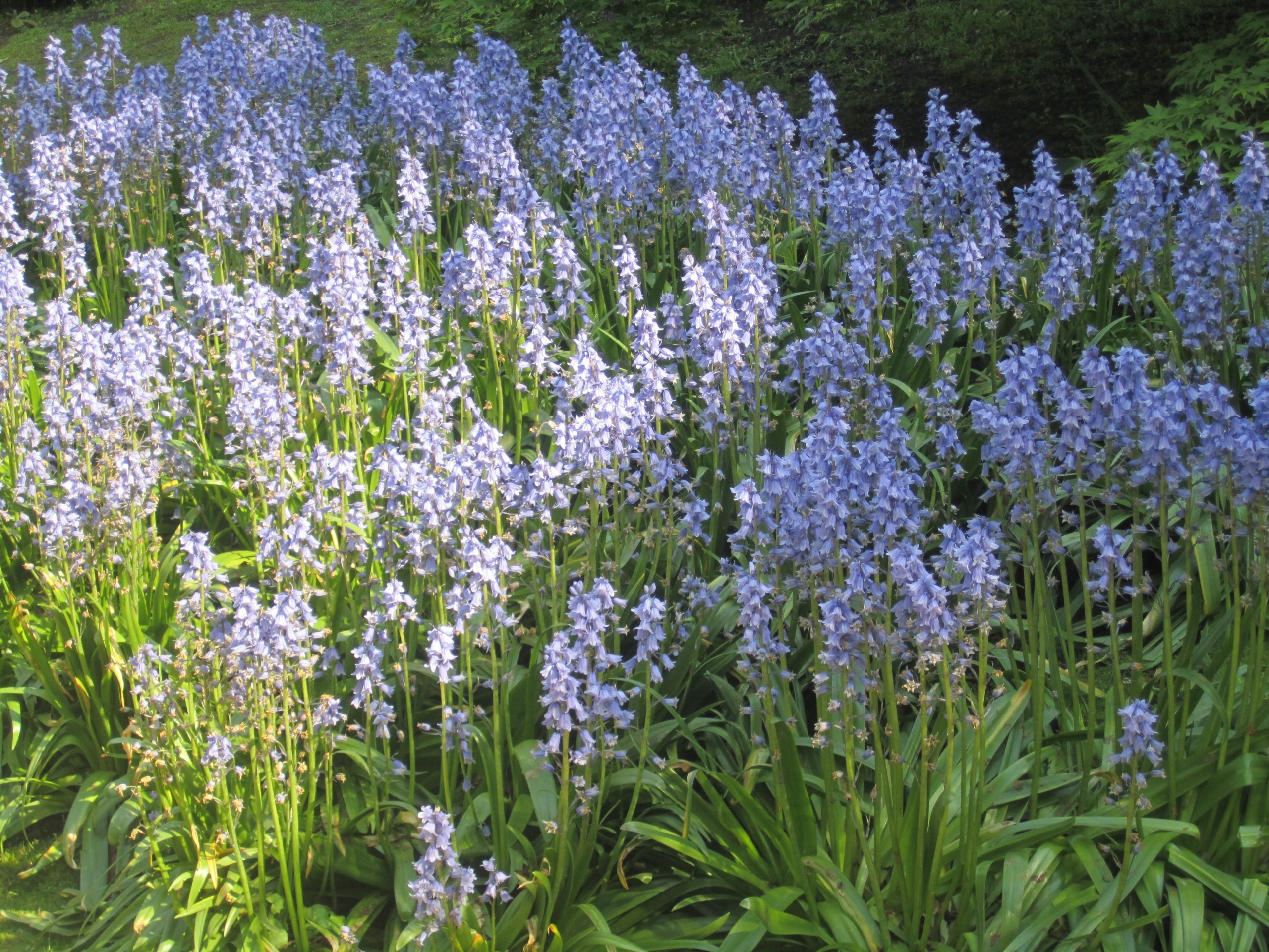 4985_hyacinthoides_hispanica_excelsior_ZK_001.jpeg