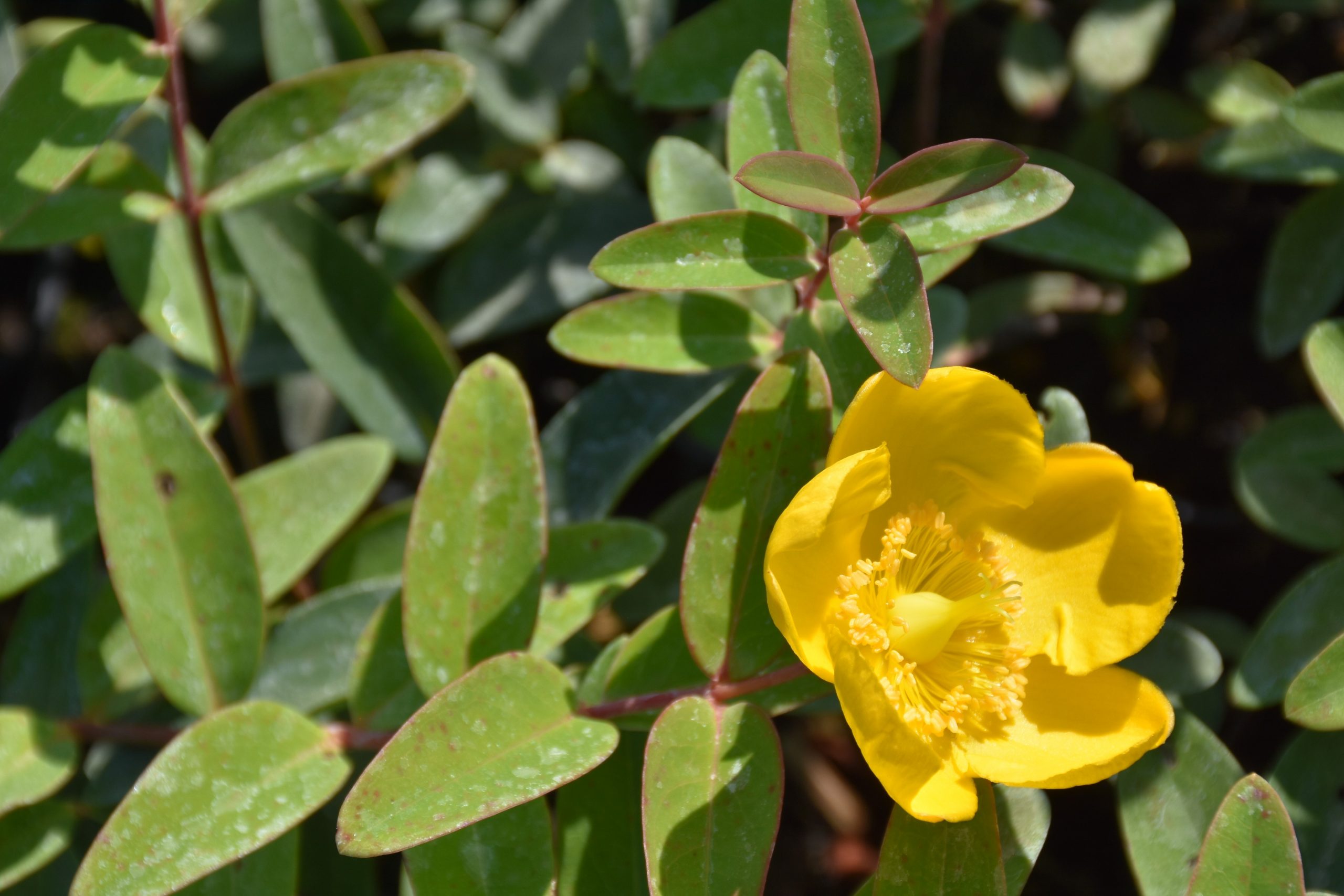4989_hypericum_hidcote_XS_001.jpeg