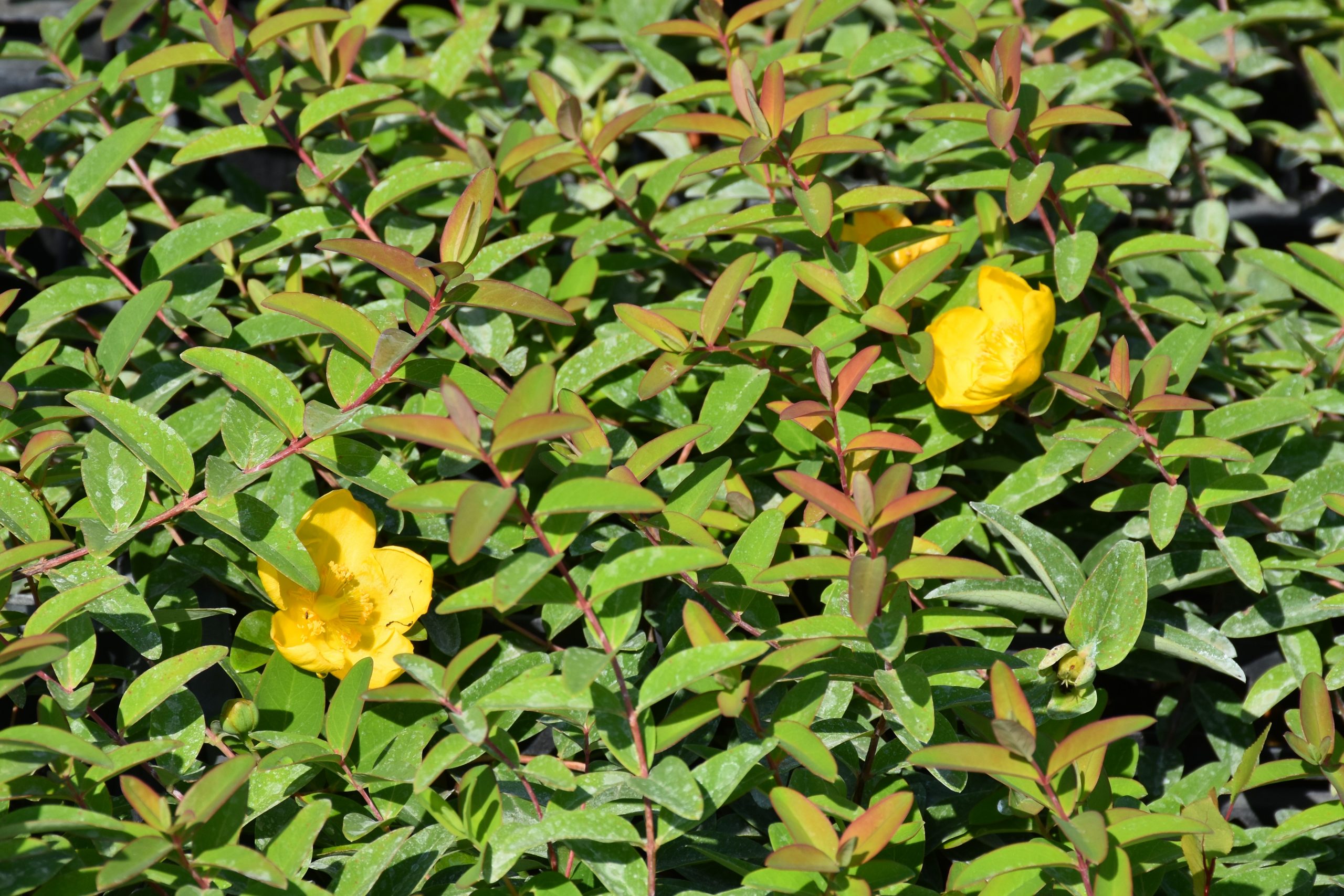 4990_hypericum_hidcote_XS_002.jpeg