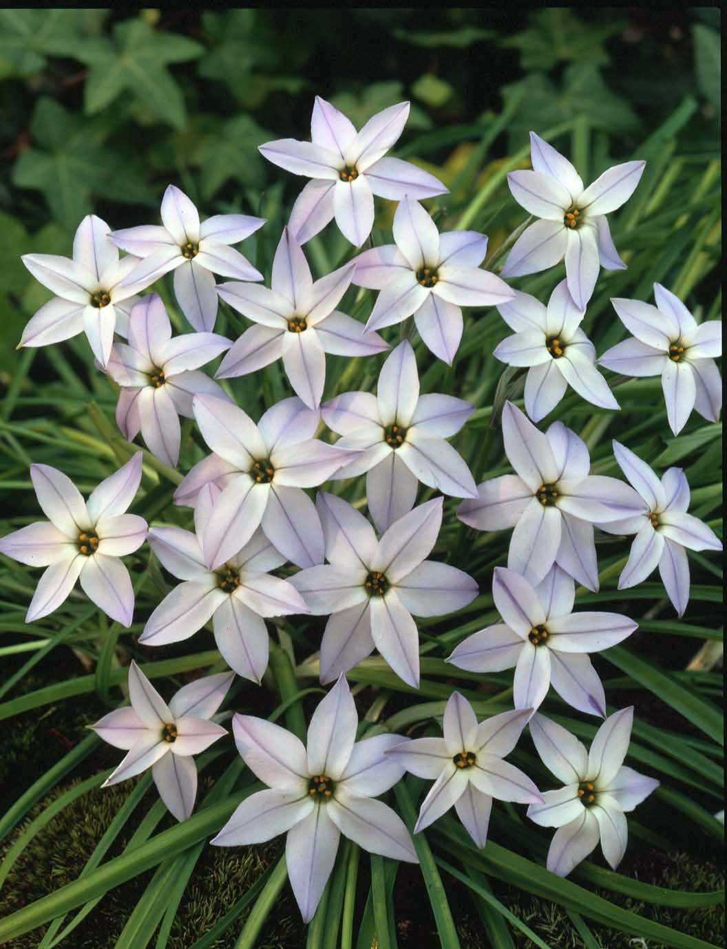 4997_ipheion_uniflorum_ZK_001.jpeg