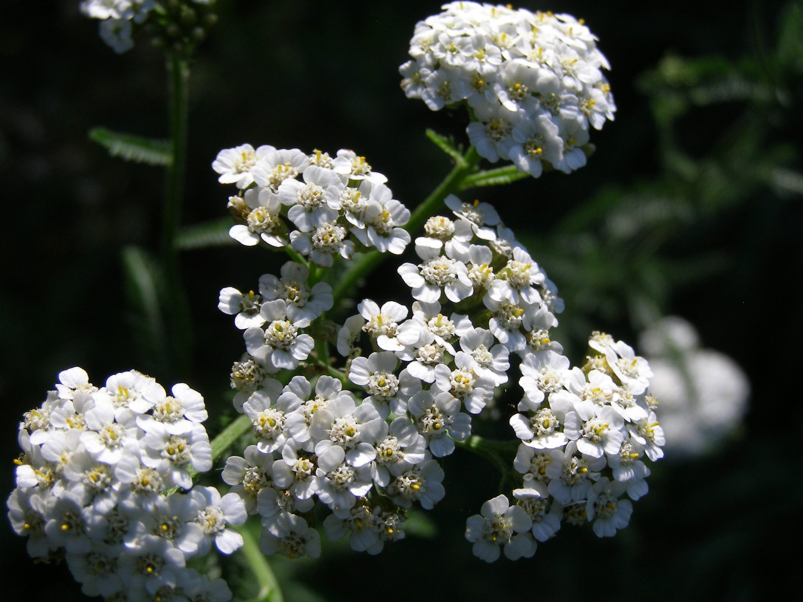 49_achillea_millefolium_XS_005.jpeg