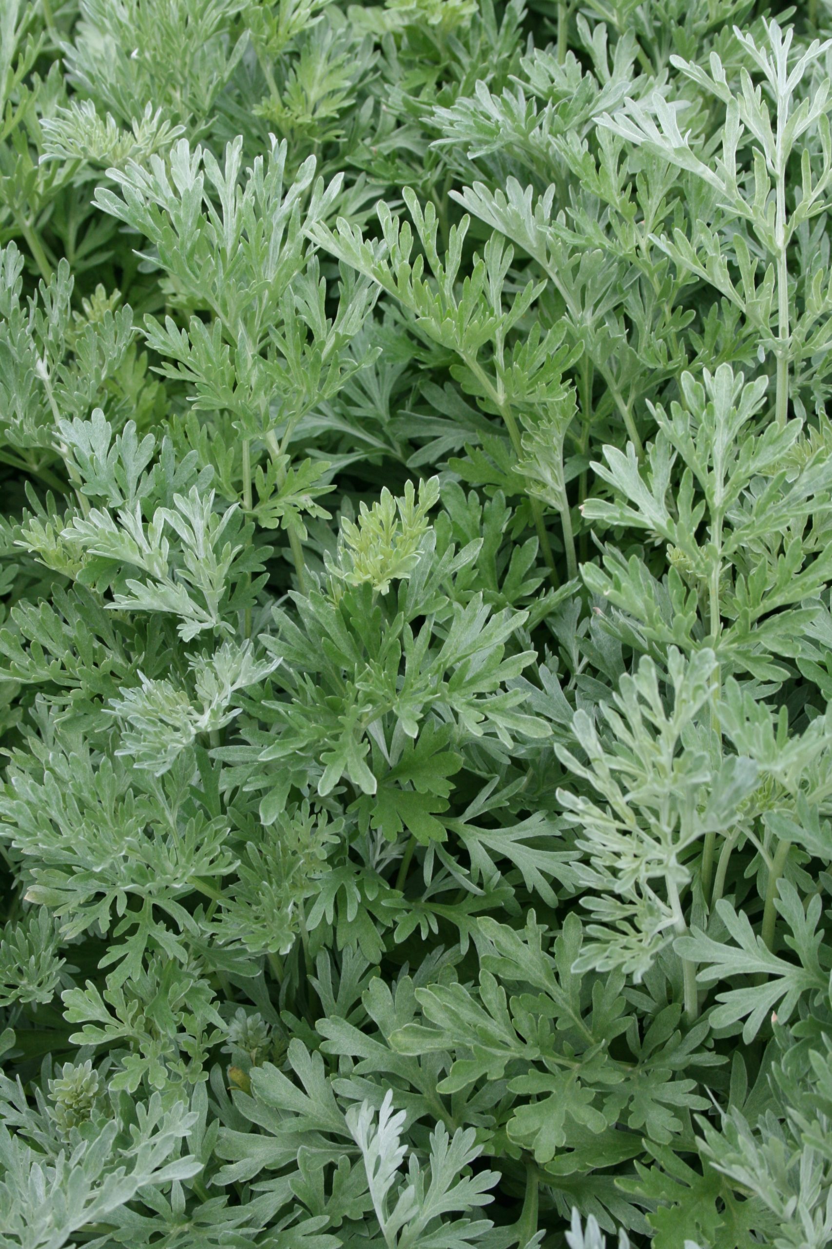 501_artemisia_absinthium_SS_001.jpeg