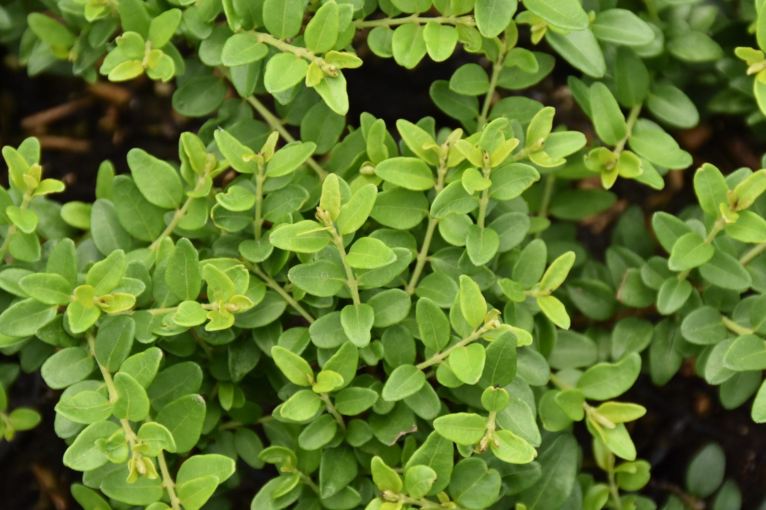 5030_lonicera_pileata_moss_green_XS_001.jpeg