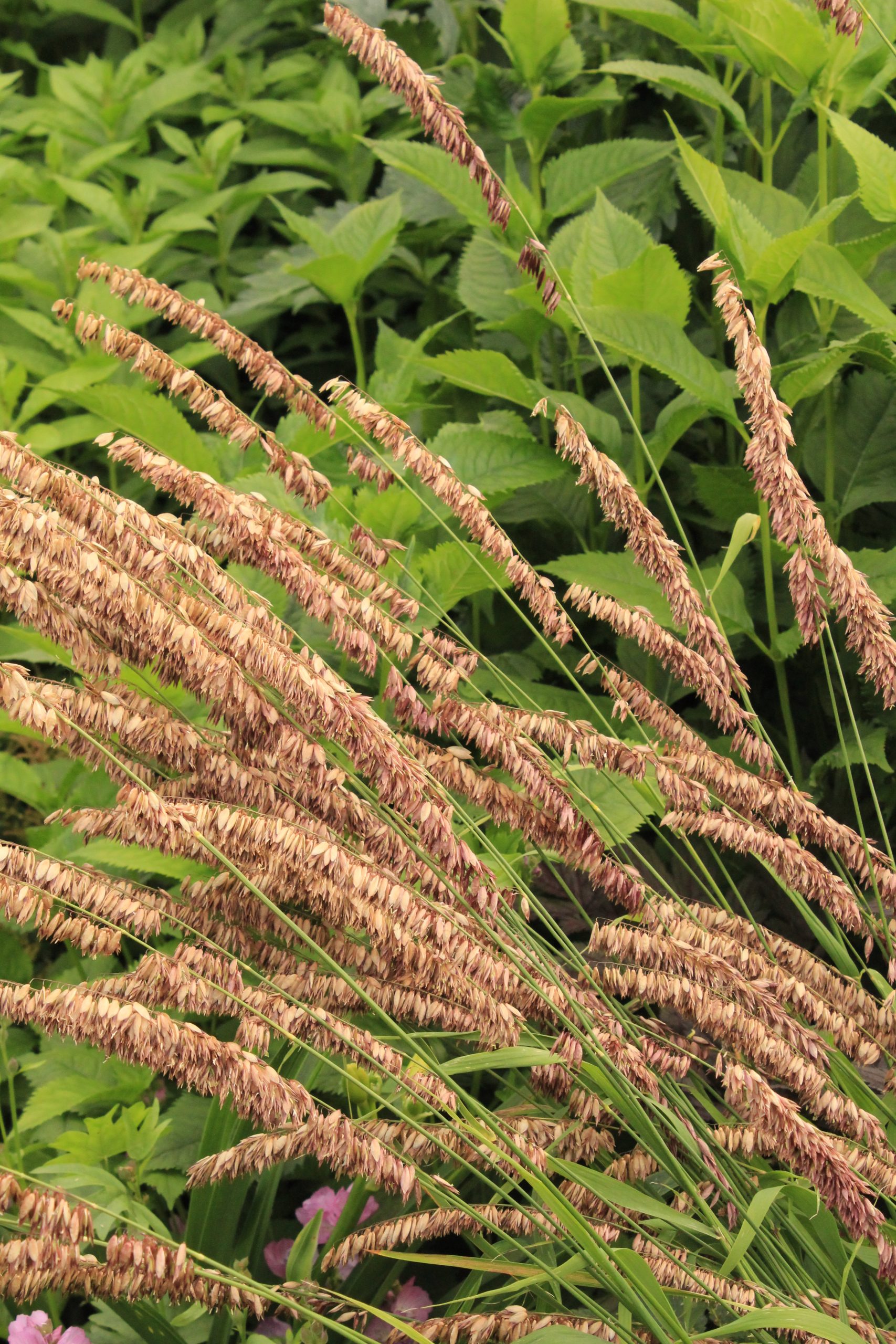 5035_melica_altissima_atropurpurea_SS_001.jpeg