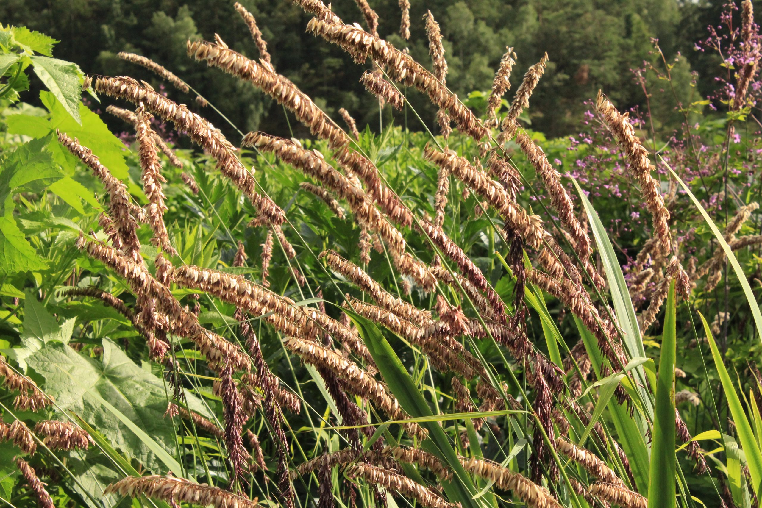 5036_melica_altissima_atropurpurea_SS_002.jpeg