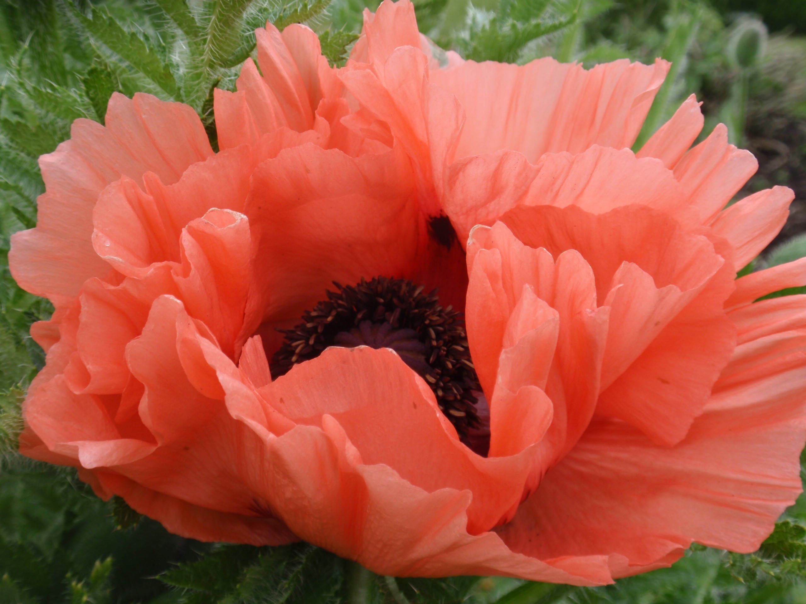 5056_papaver_orientale_aglaja_JV_001.jpeg