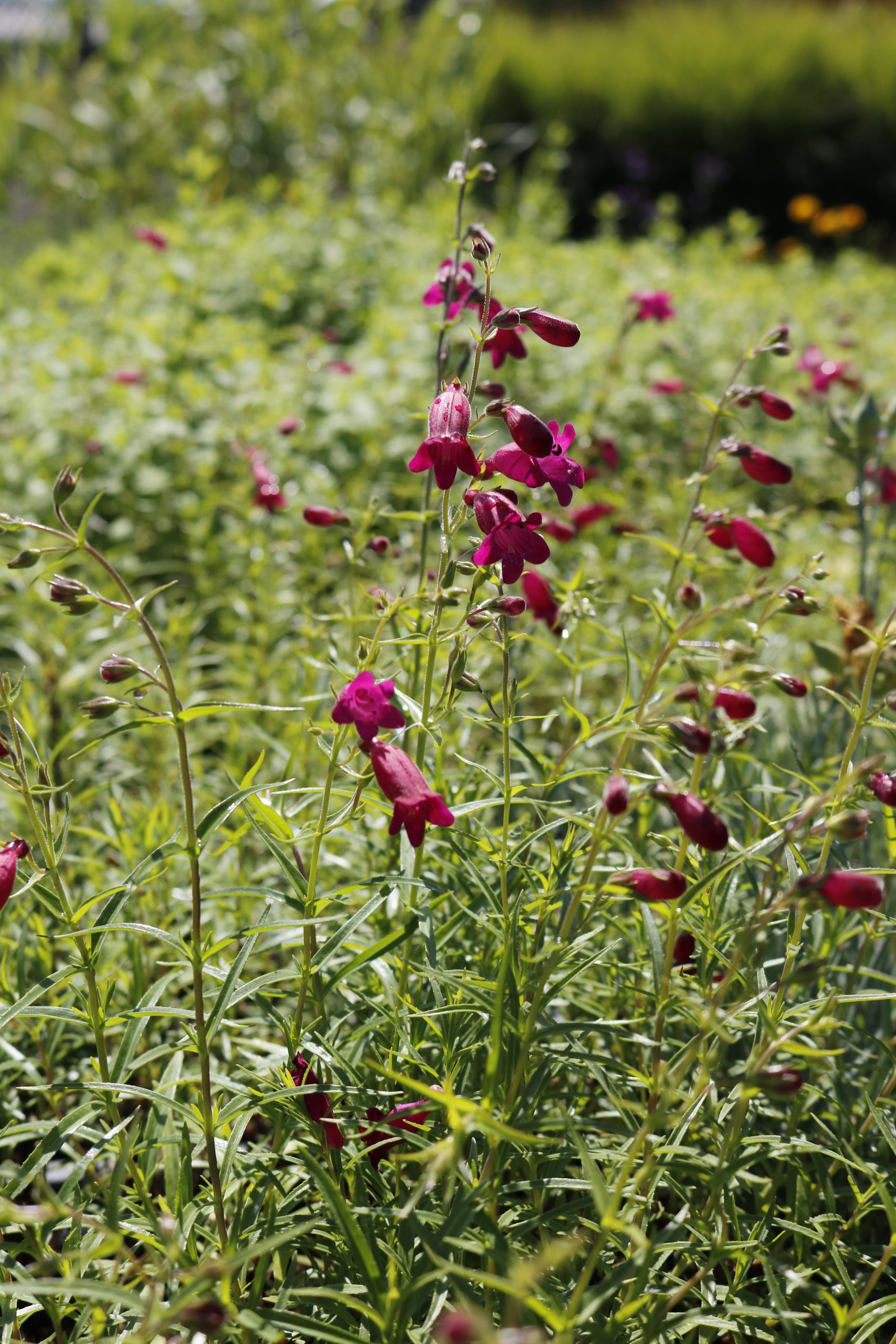 5059_penstemon_cultorum_tabasco_XS_003.jpeg