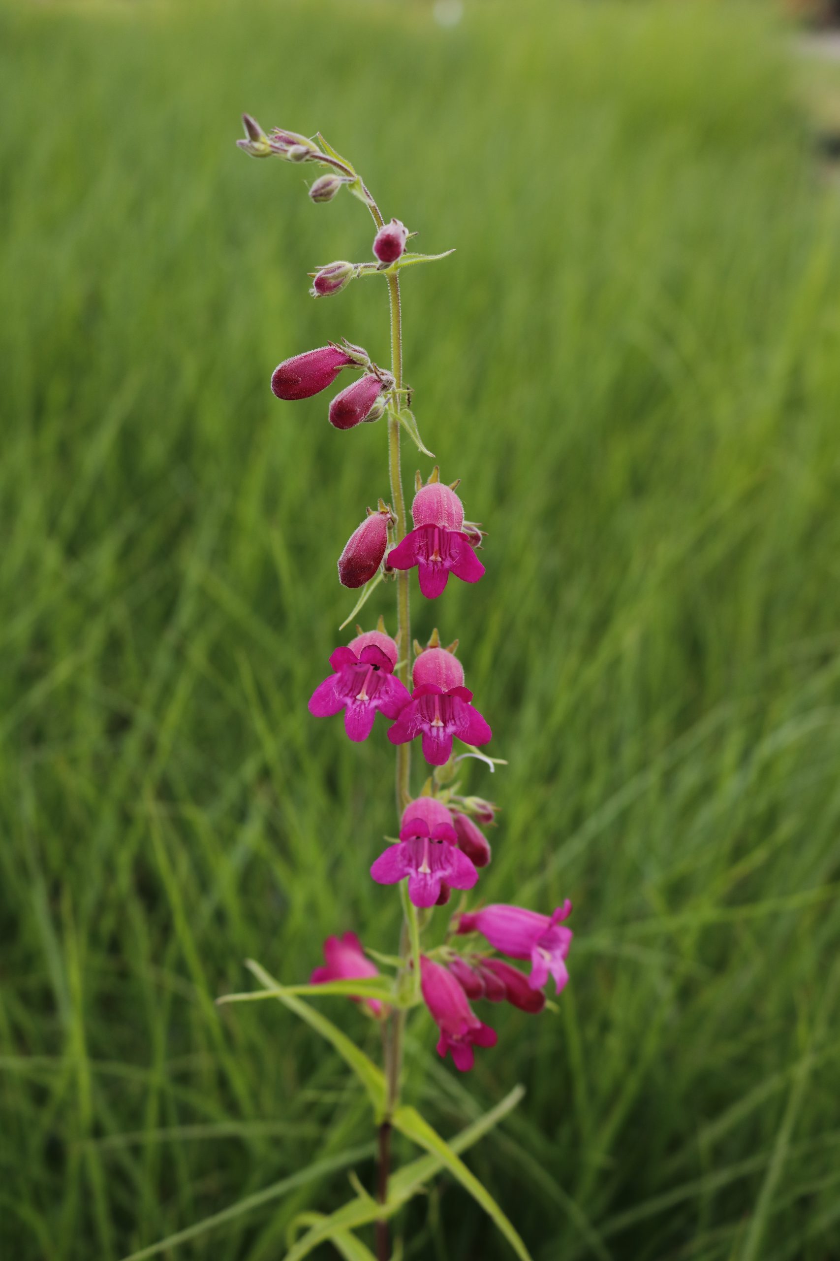 5060_penstemon_cultorum_tabasco_XS_004.jpeg