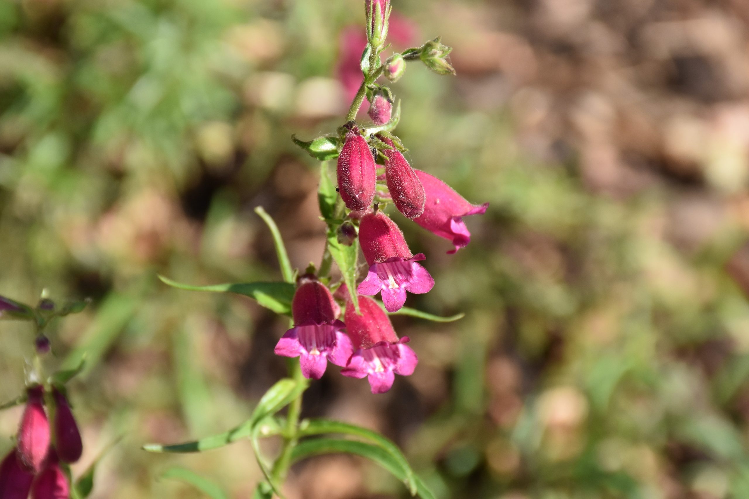 5061_penstemon_cultorum_tabasco_XS_005.jpeg