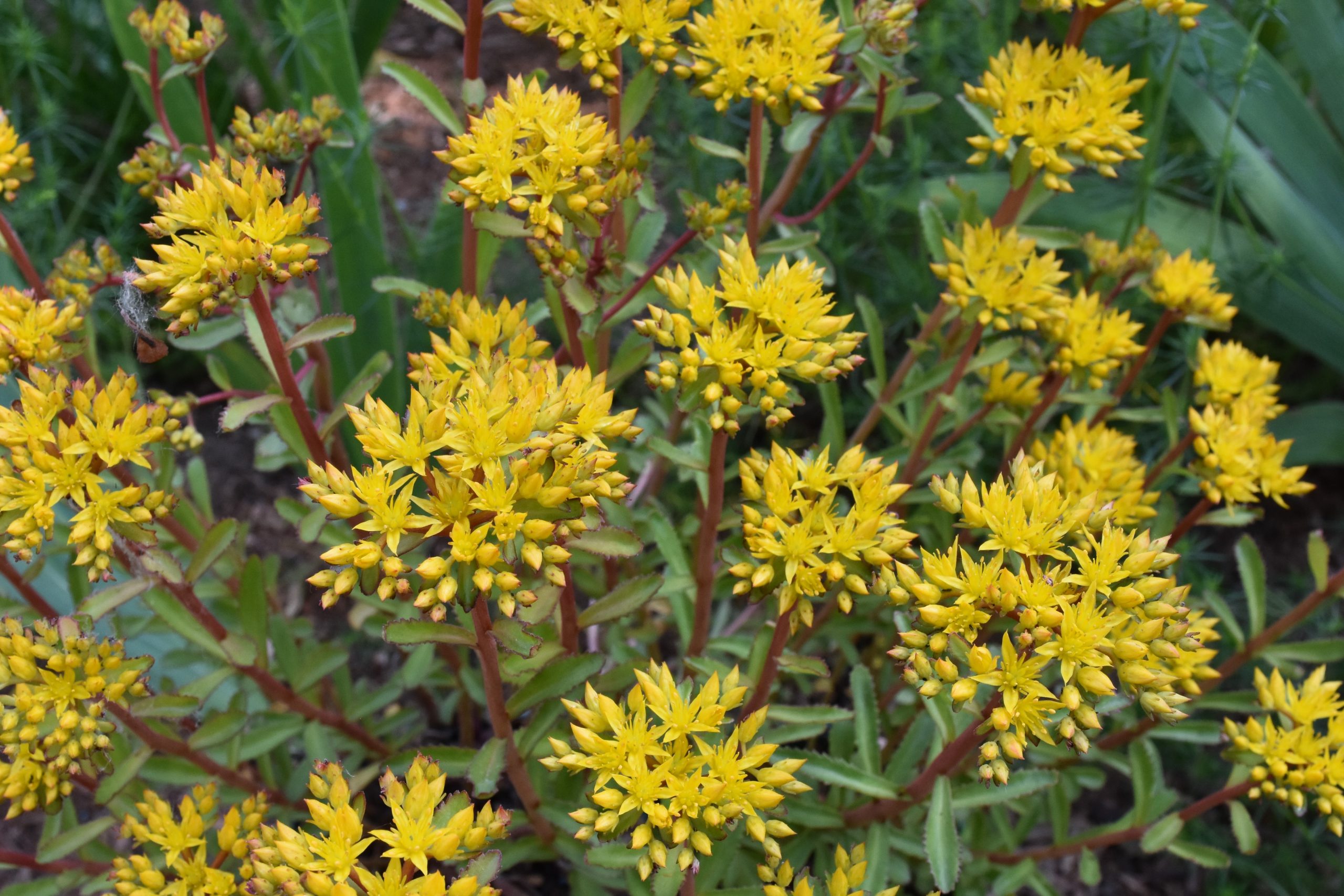 5103_sedum_aizoon_euphorbioides_maximum_XS_001.jpeg