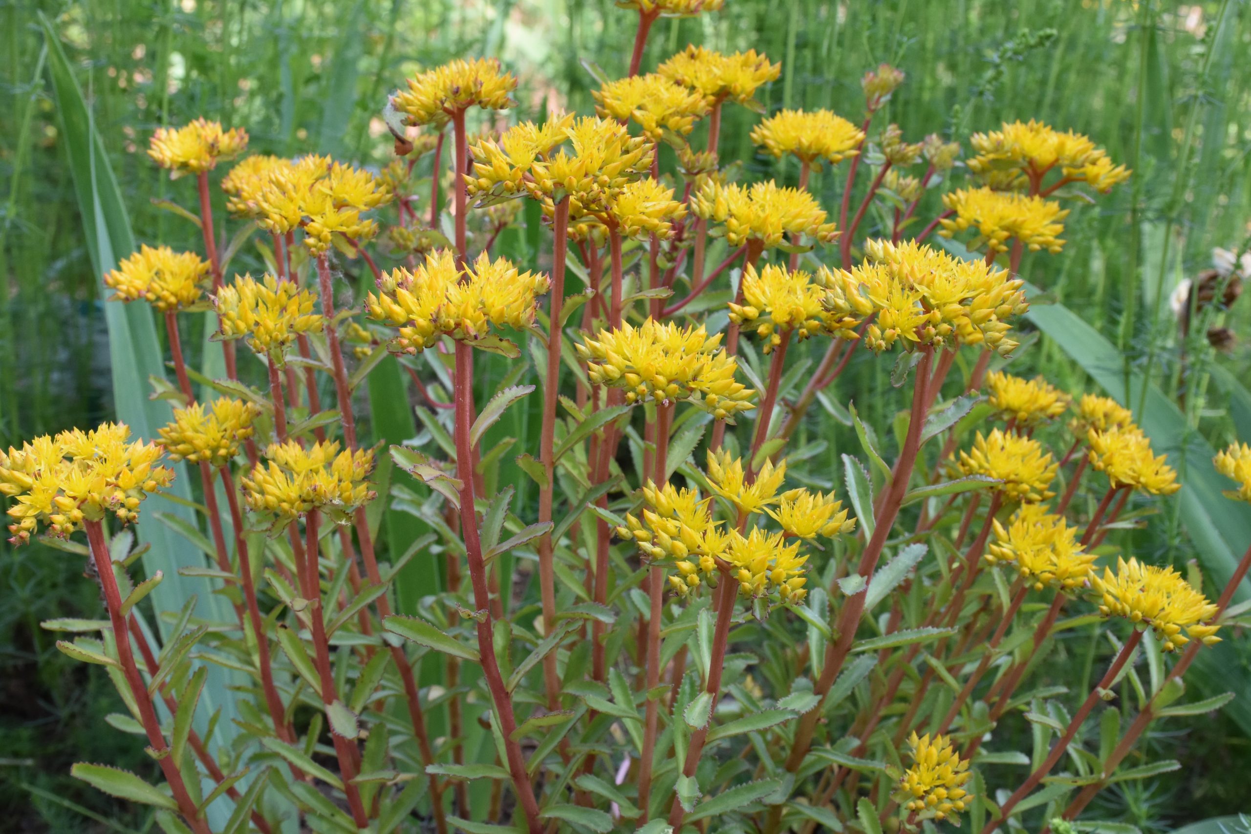 5104_sedum_aizoon_euphorbioides_maximum_XS_002.jpeg
