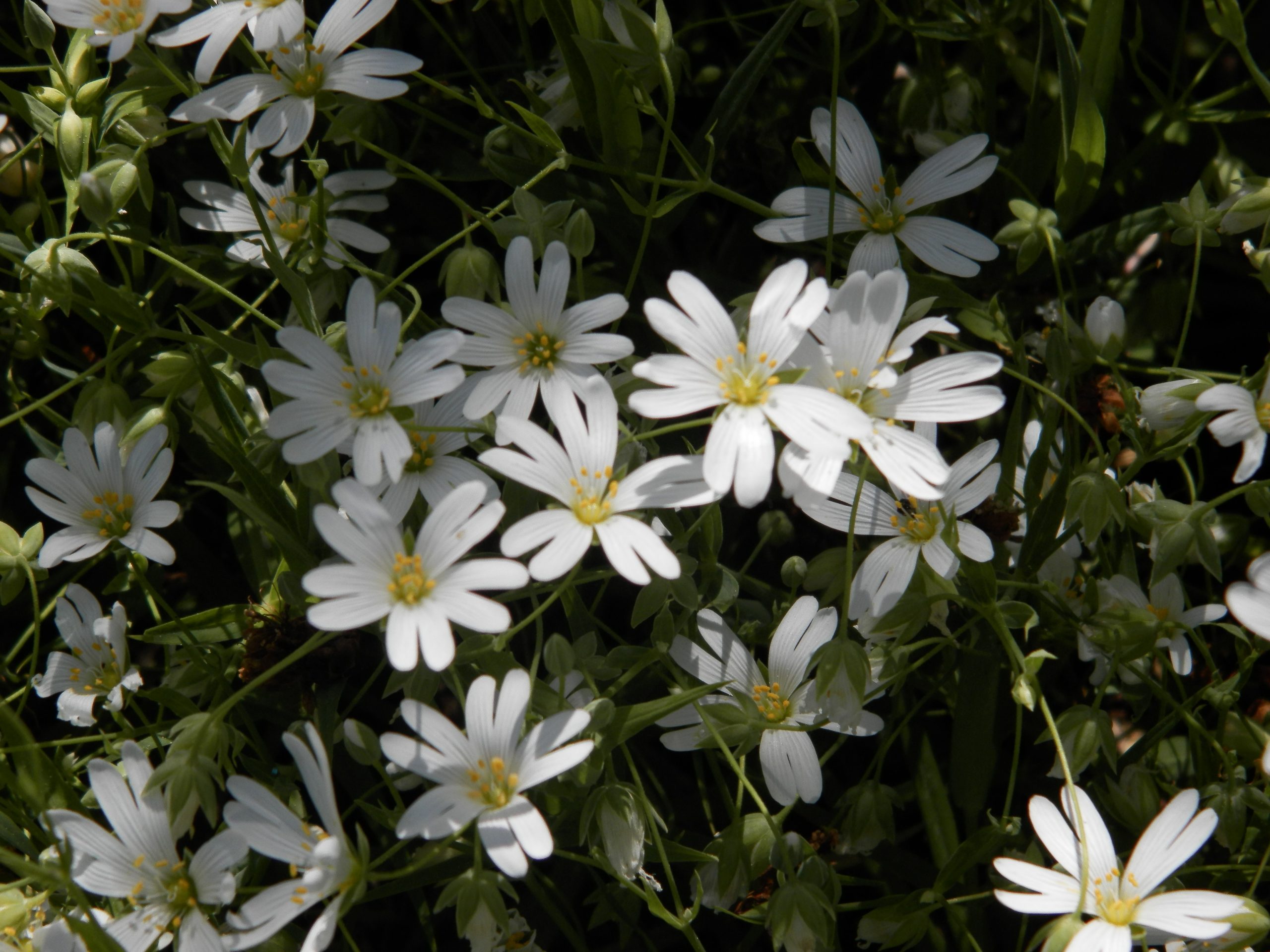 5140_stellaria_holostea_XS_003-1.jpeg