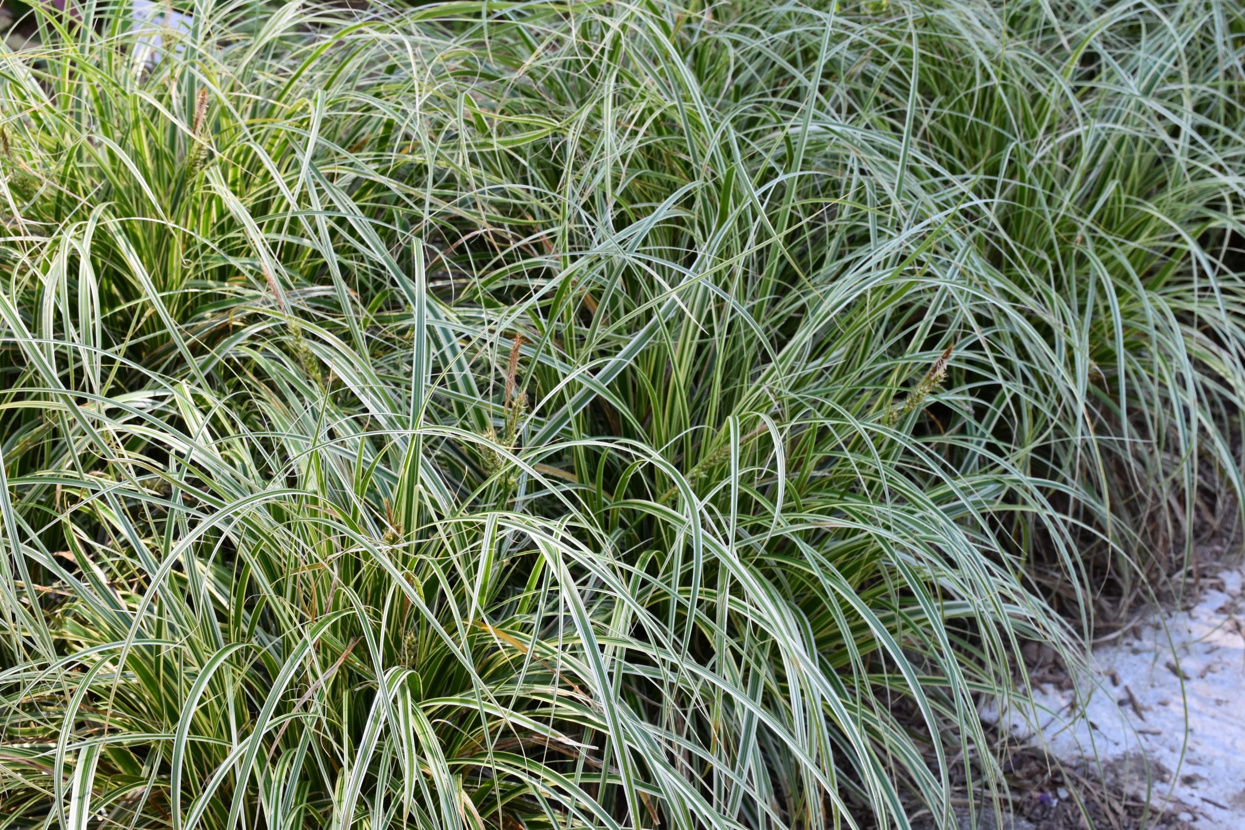 5195_carex_cultorum_feather_falls_XS_003.jpeg