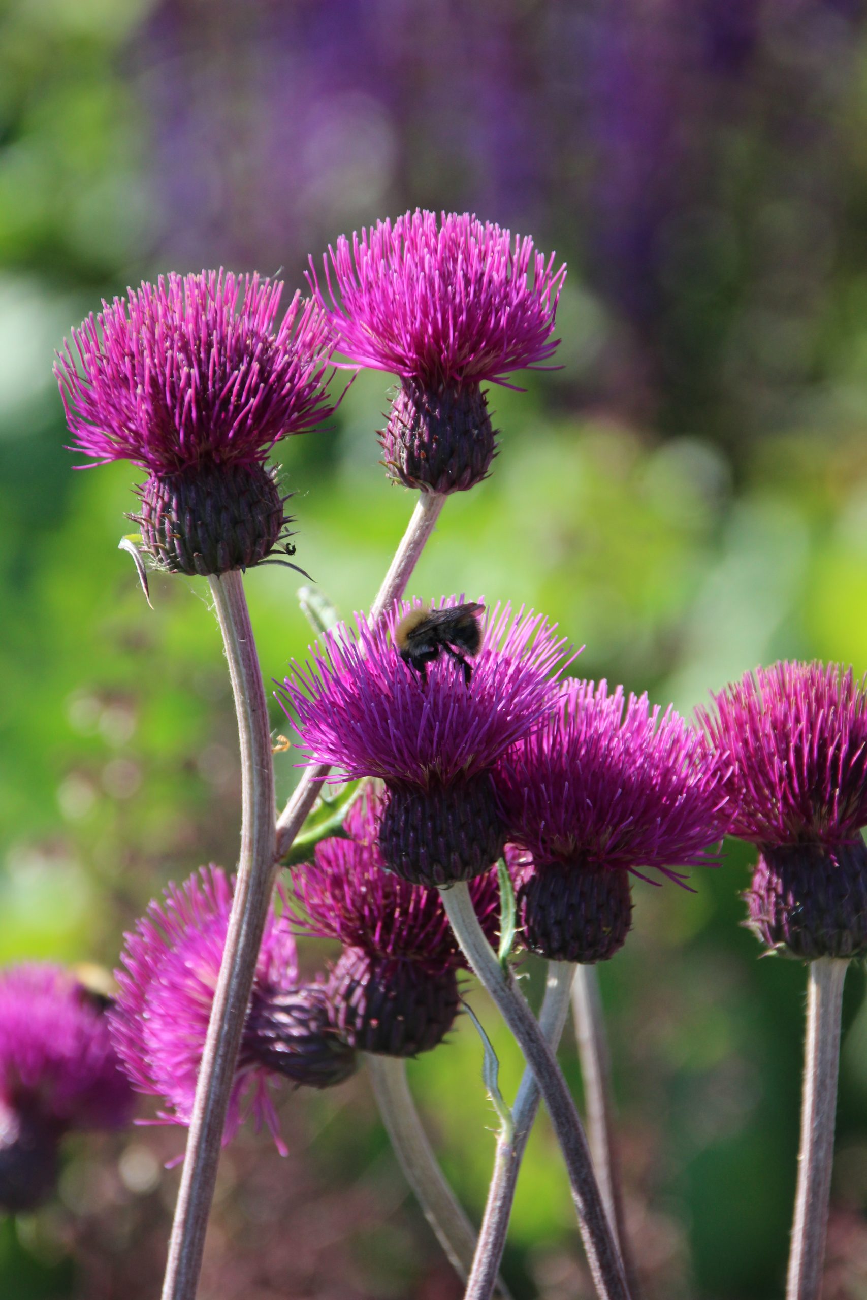 5200_cirsium_rivulare_trevors_blue_wonder_SS_001.jpeg