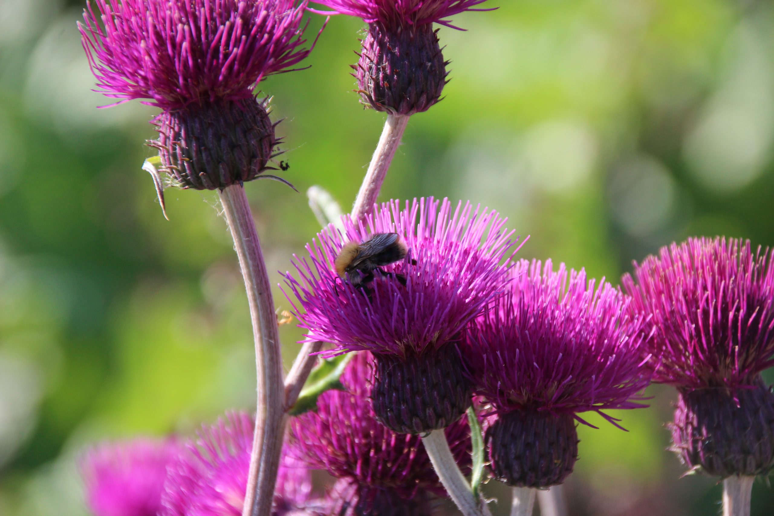 5201_cirsium_rivulare_trevors_blue_wonder_SS_002.jpeg