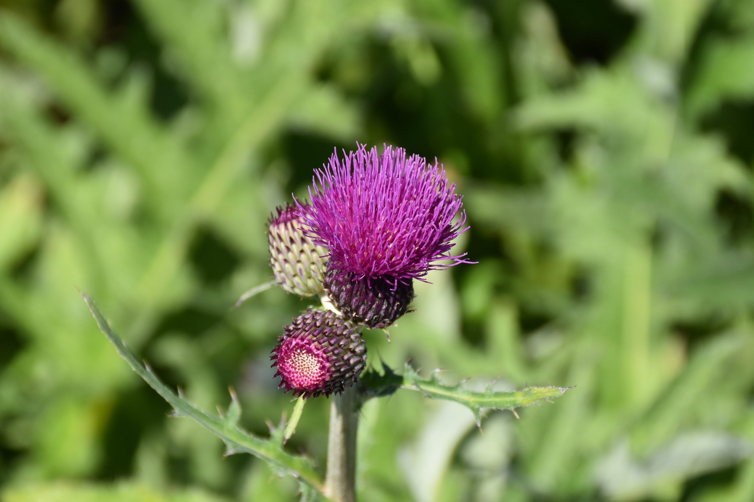 5203_cirsium_rivulare_trevors_blue_wonder_XS_004.jpeg