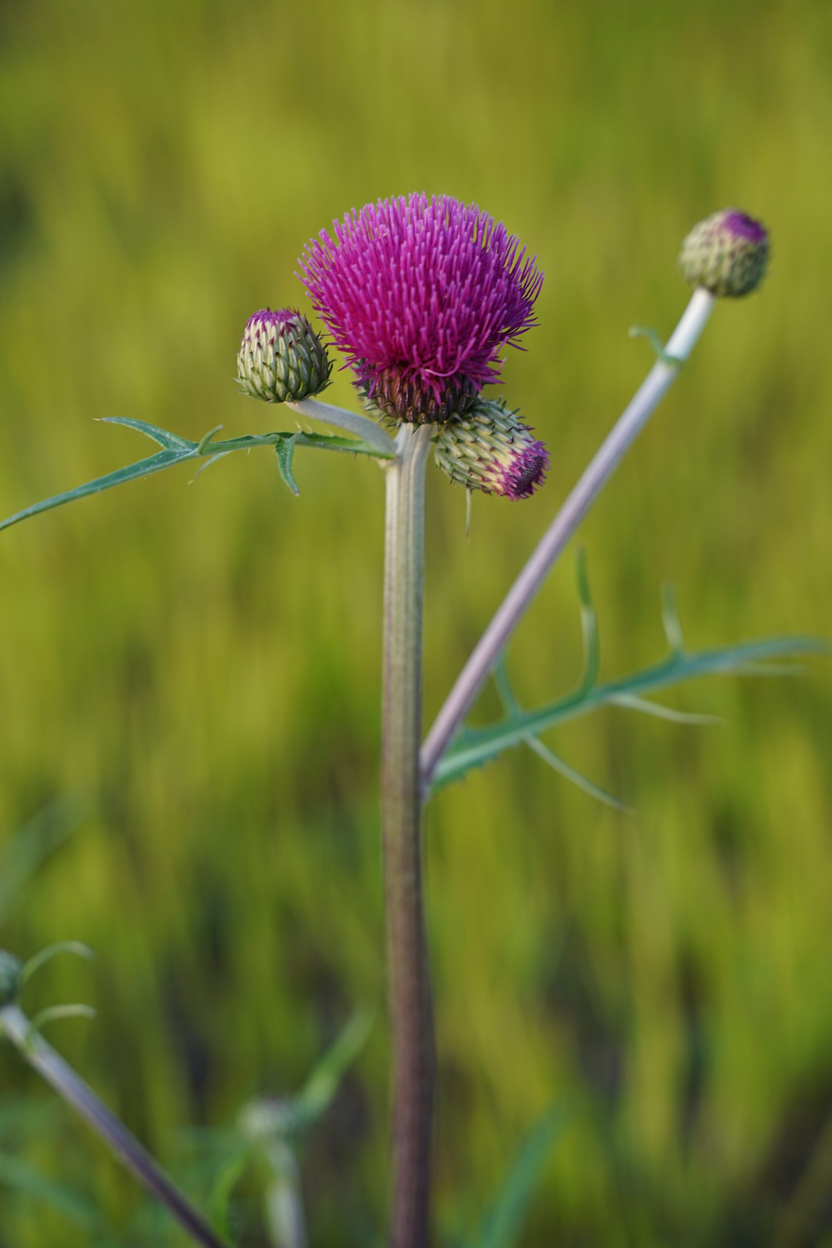 5204_cirsium_rivulare_trevors_blue_wonder_SS_005.jpeg