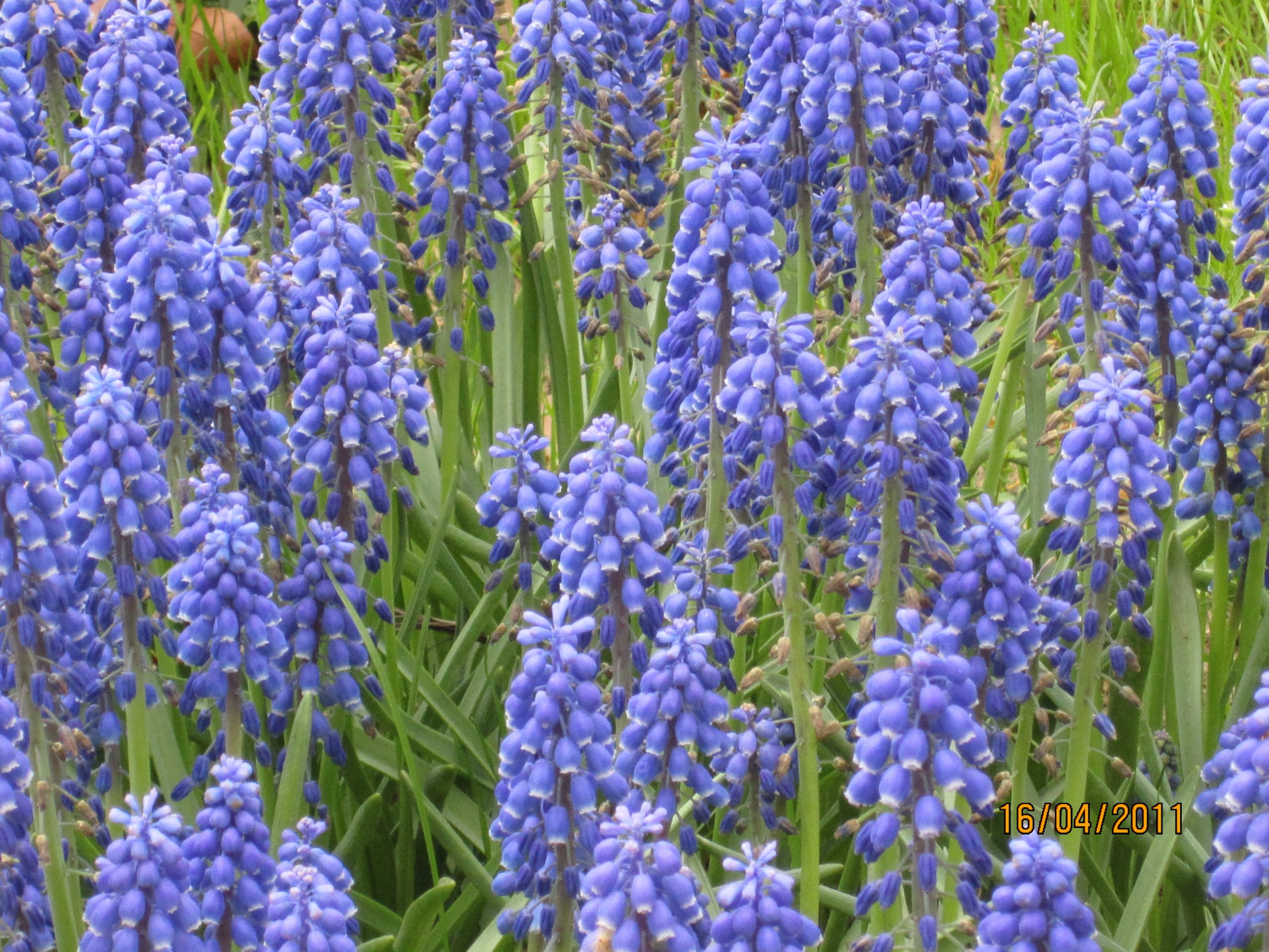 5248_muscari_armeniacum_ZK_001.jpeg